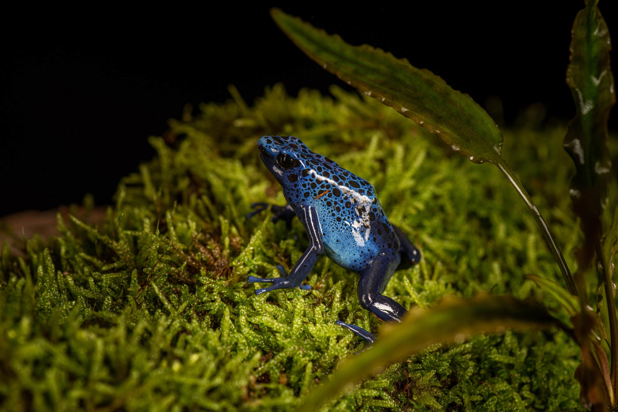 Dendrobate bleu en terrarium