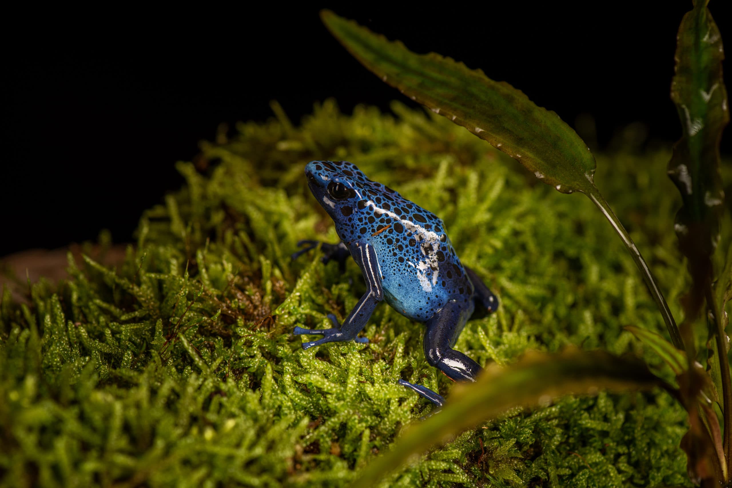 Dendrobate bleu et noir sur de la mousse, sous une feuille