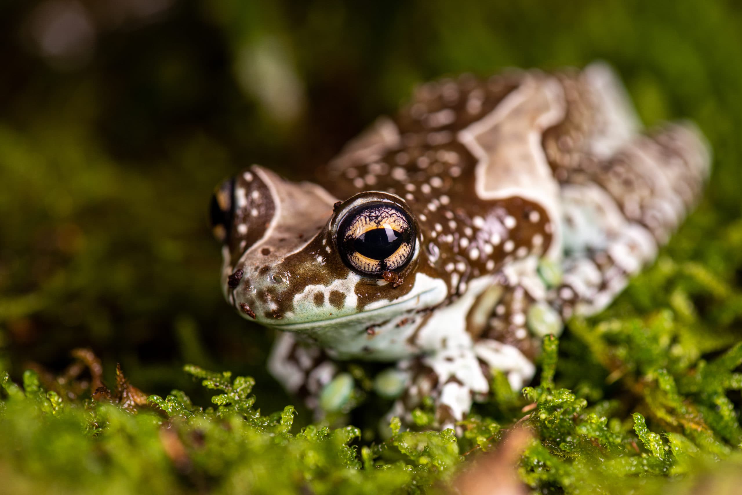 Grenouille brune et crème mouchetée, gros plan sur mousse