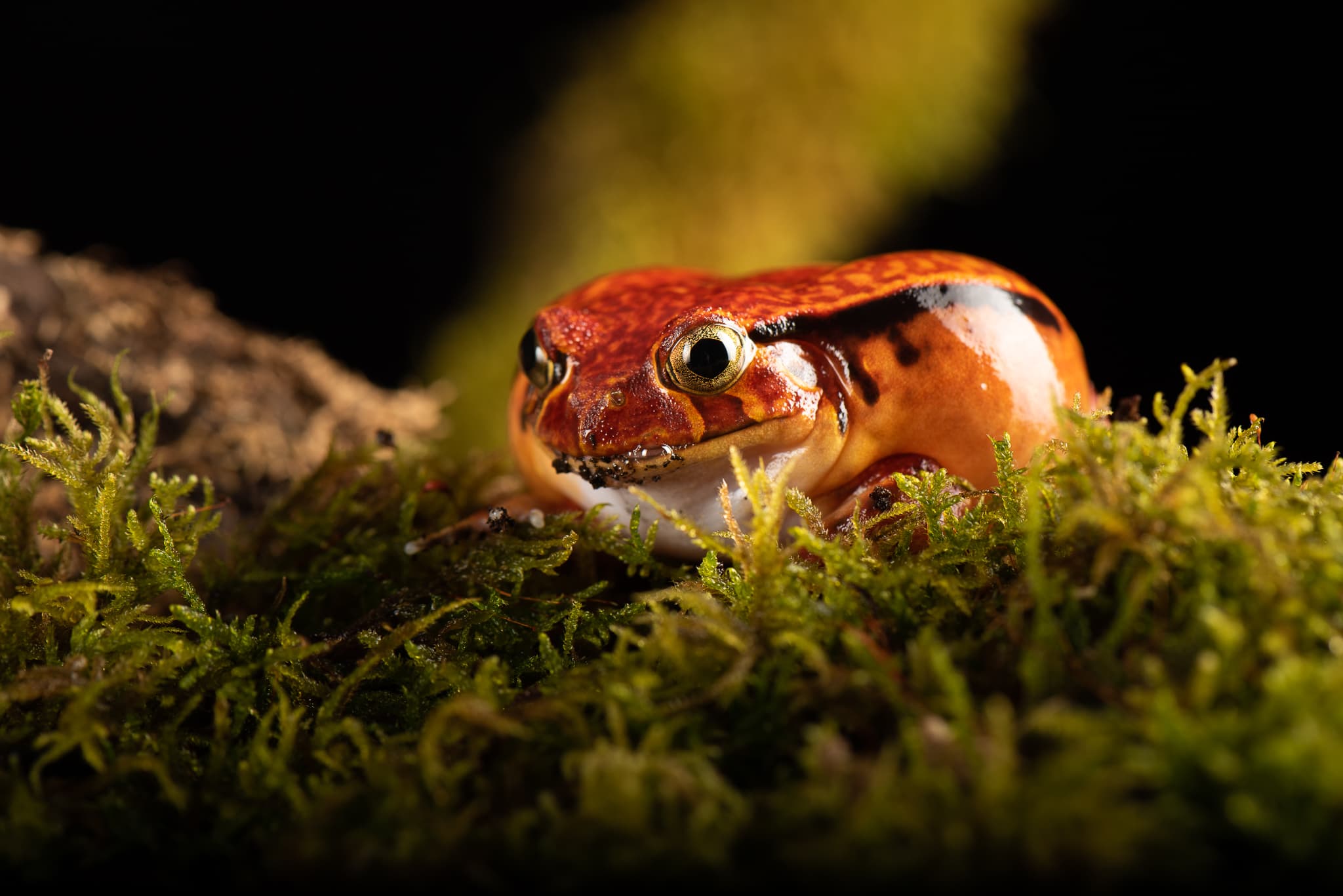 Grenouille tomate vue de face sur de la mousse