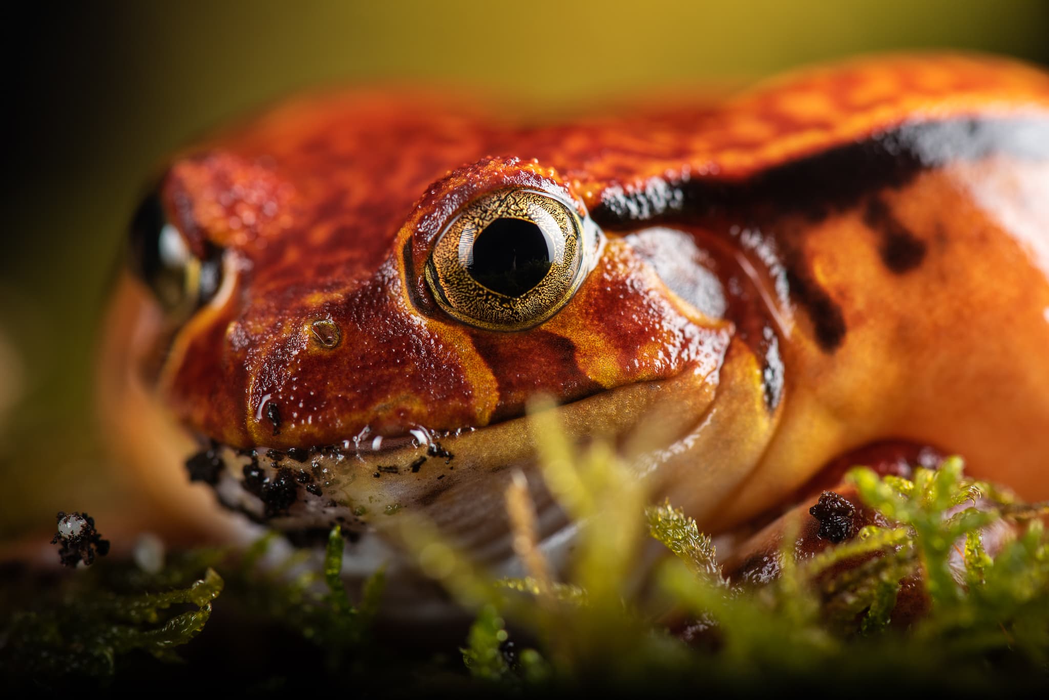 Grenouille tomate orange vif, gros plan sur mousse