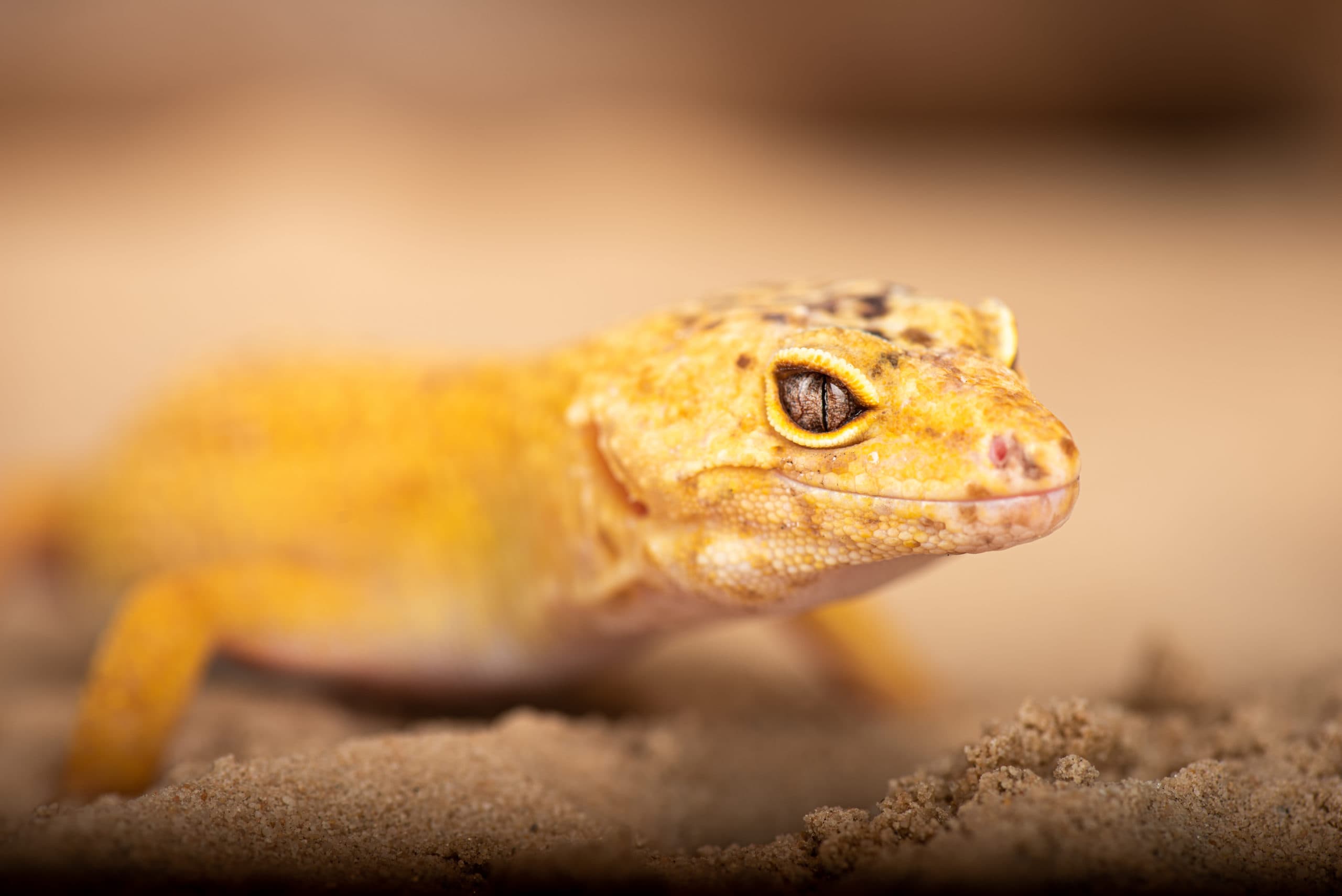 Gecko léopard jaune vif sur le sable