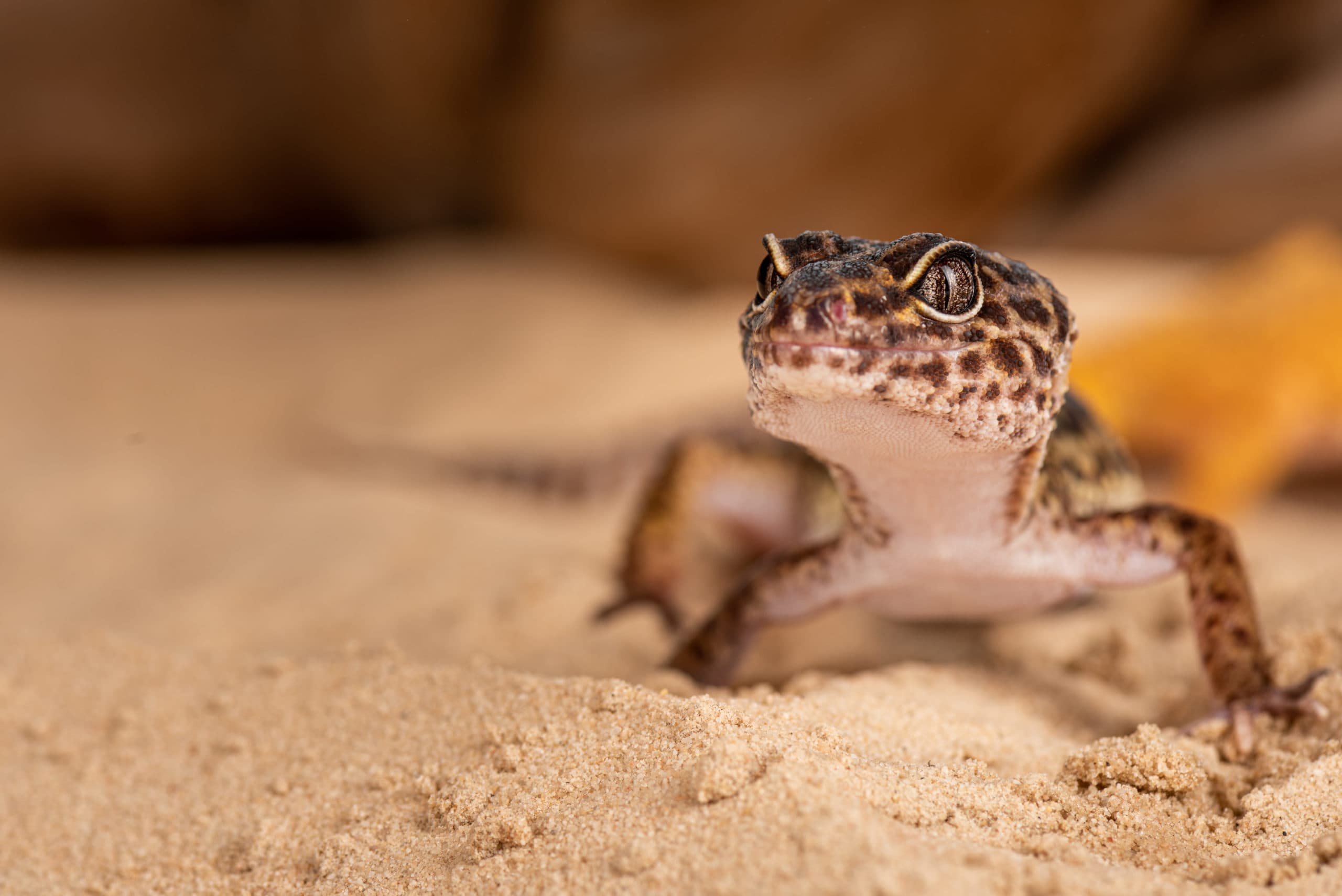 Jeune gecko léopard de face, sur sable