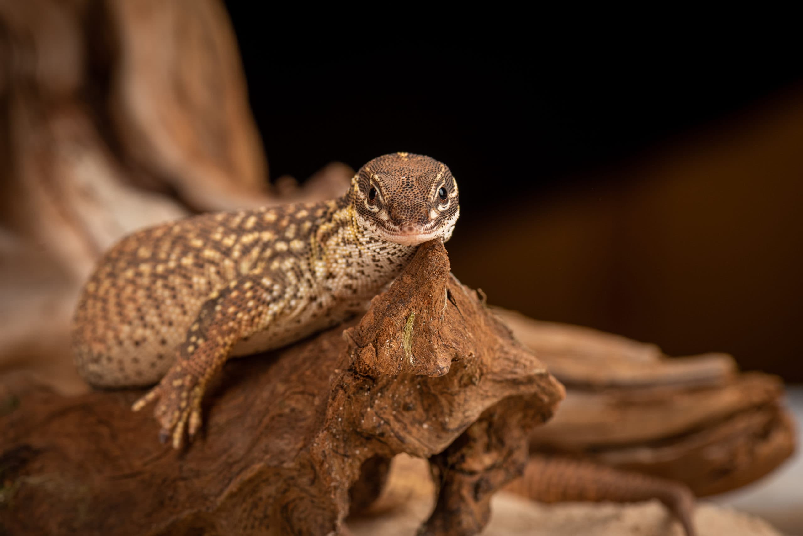 Jeune lézard face à l'objectif, agrippé à du bois flotté