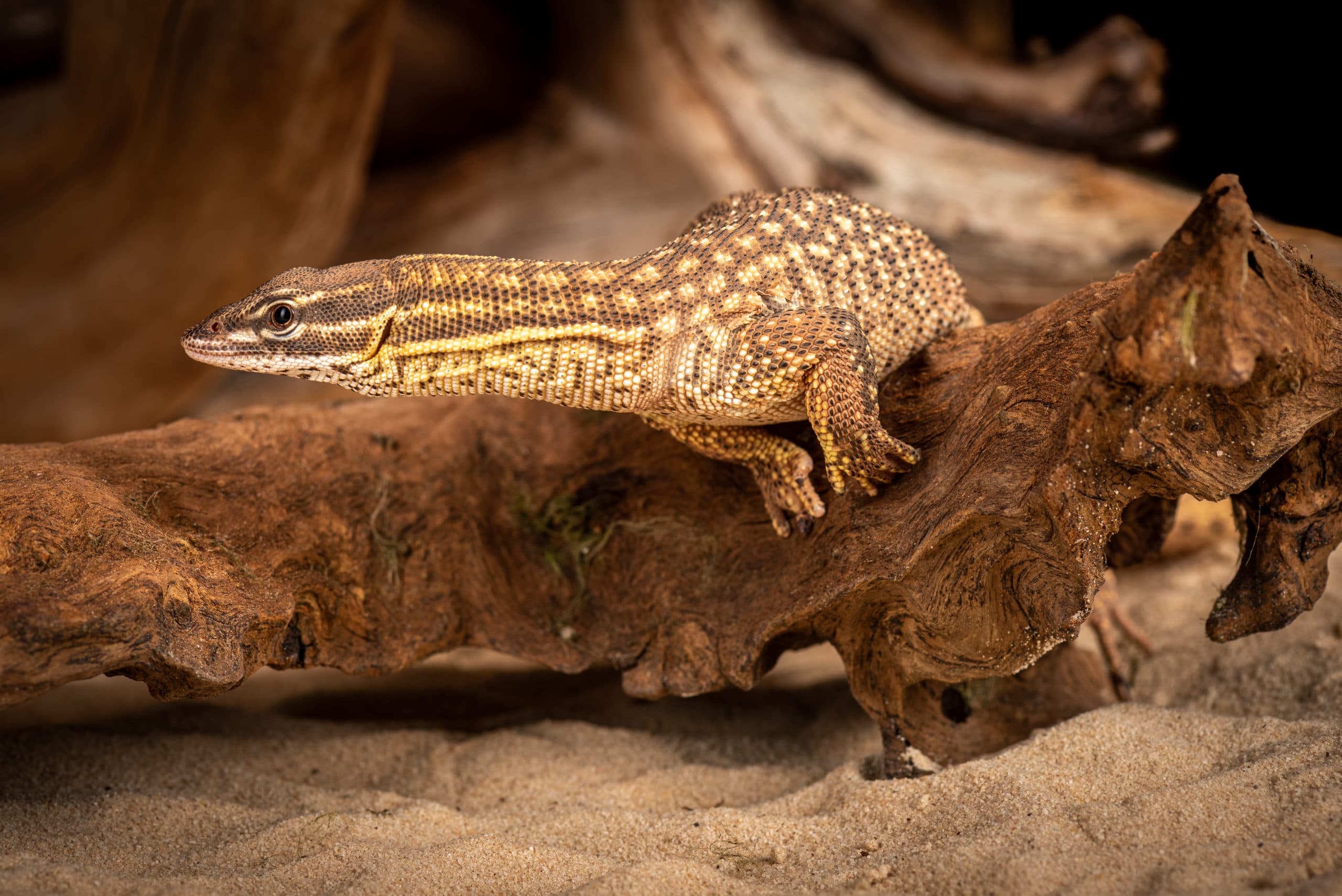 Lézard aux écailles perlées brun et jaune, grimpant sur du bois flotté