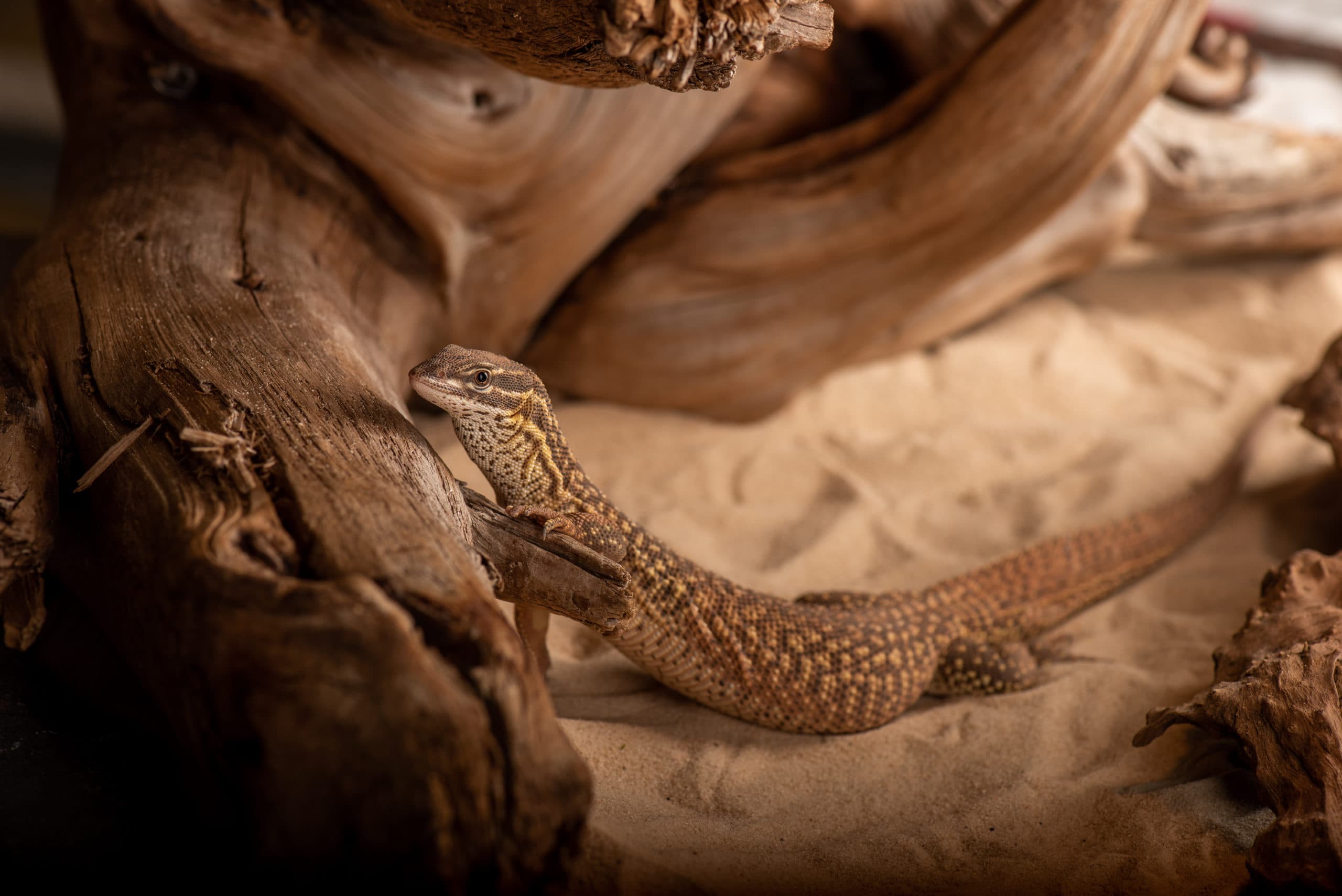 Lézard aux écailles perlées, corps entier avec la queue tachetée, sur bois flotté