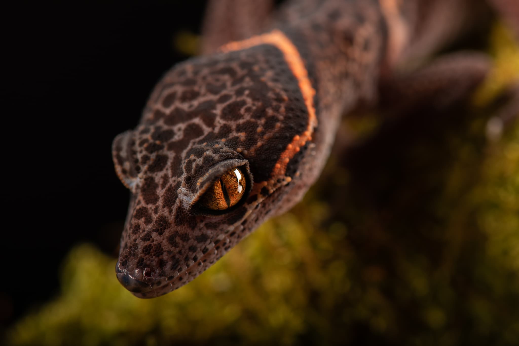 Tête de gecko en gros plan, œil doré