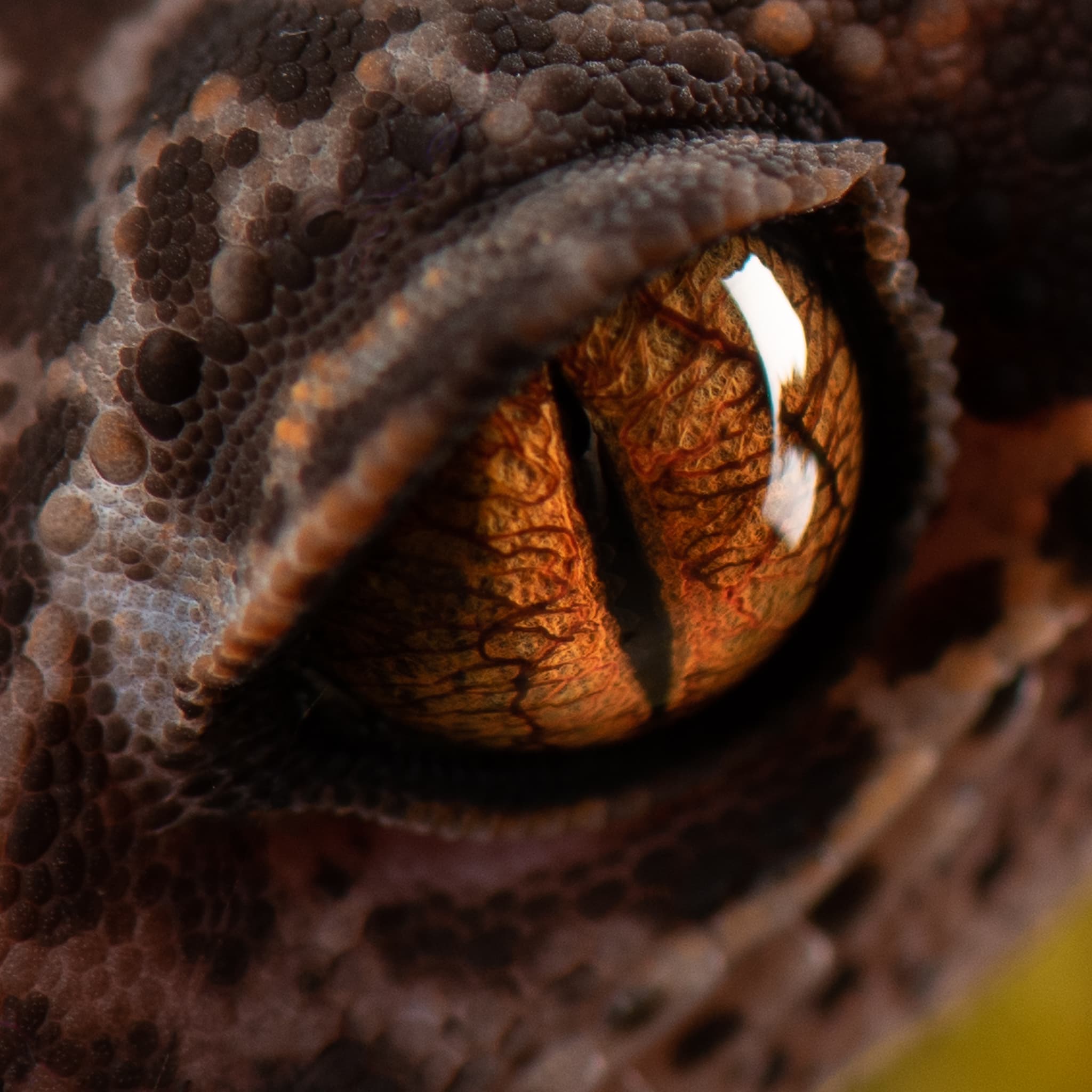 Gros plan extrême sur l'œil d'un gecko