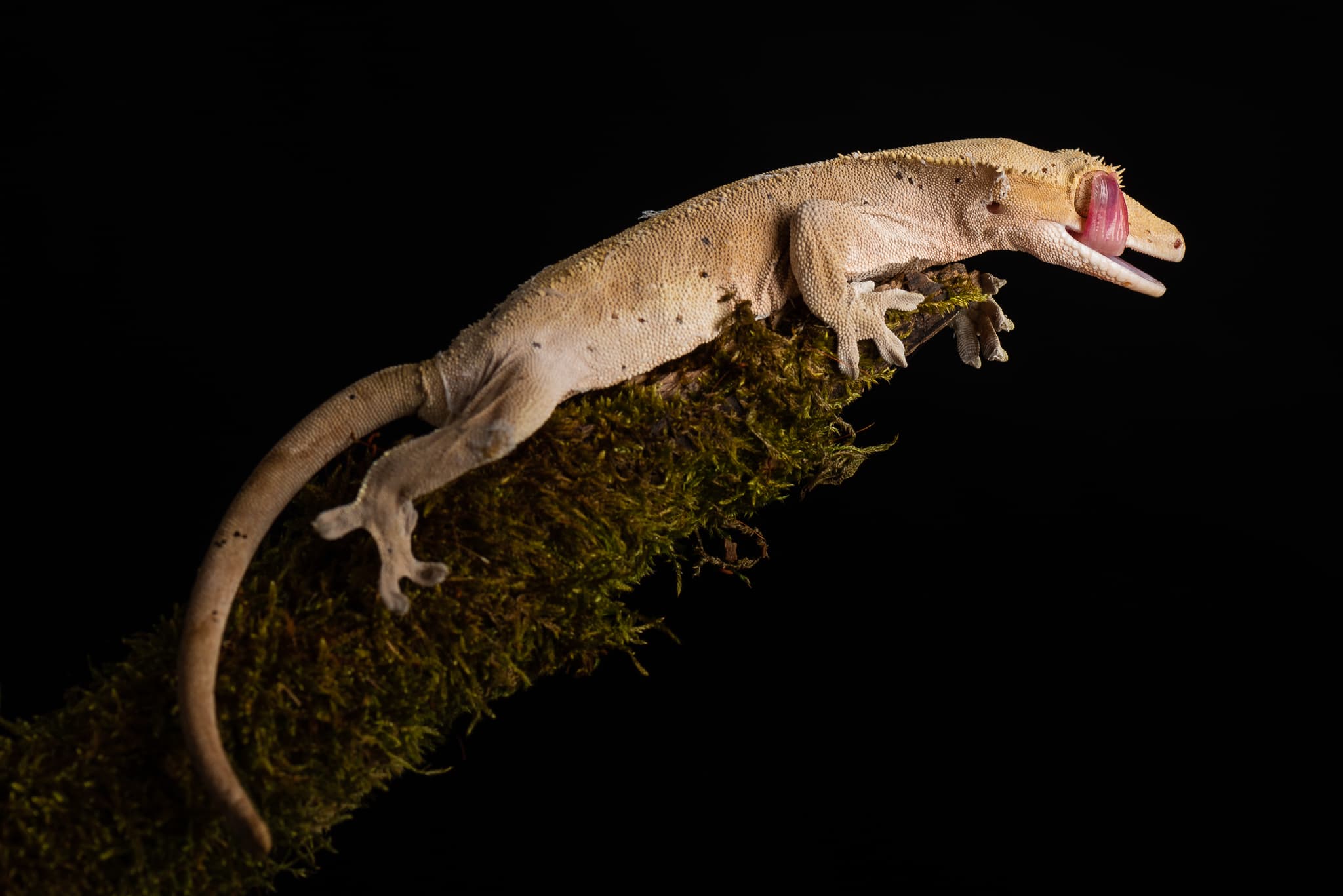 Gecko à crête sur branche mousseuse