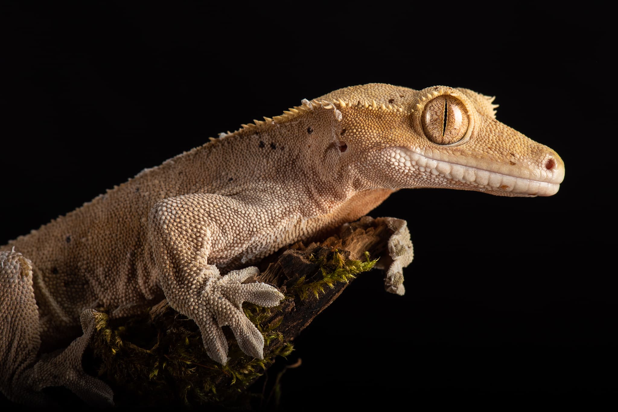 Gecko à crête de profil, agrippé à une branche moussue