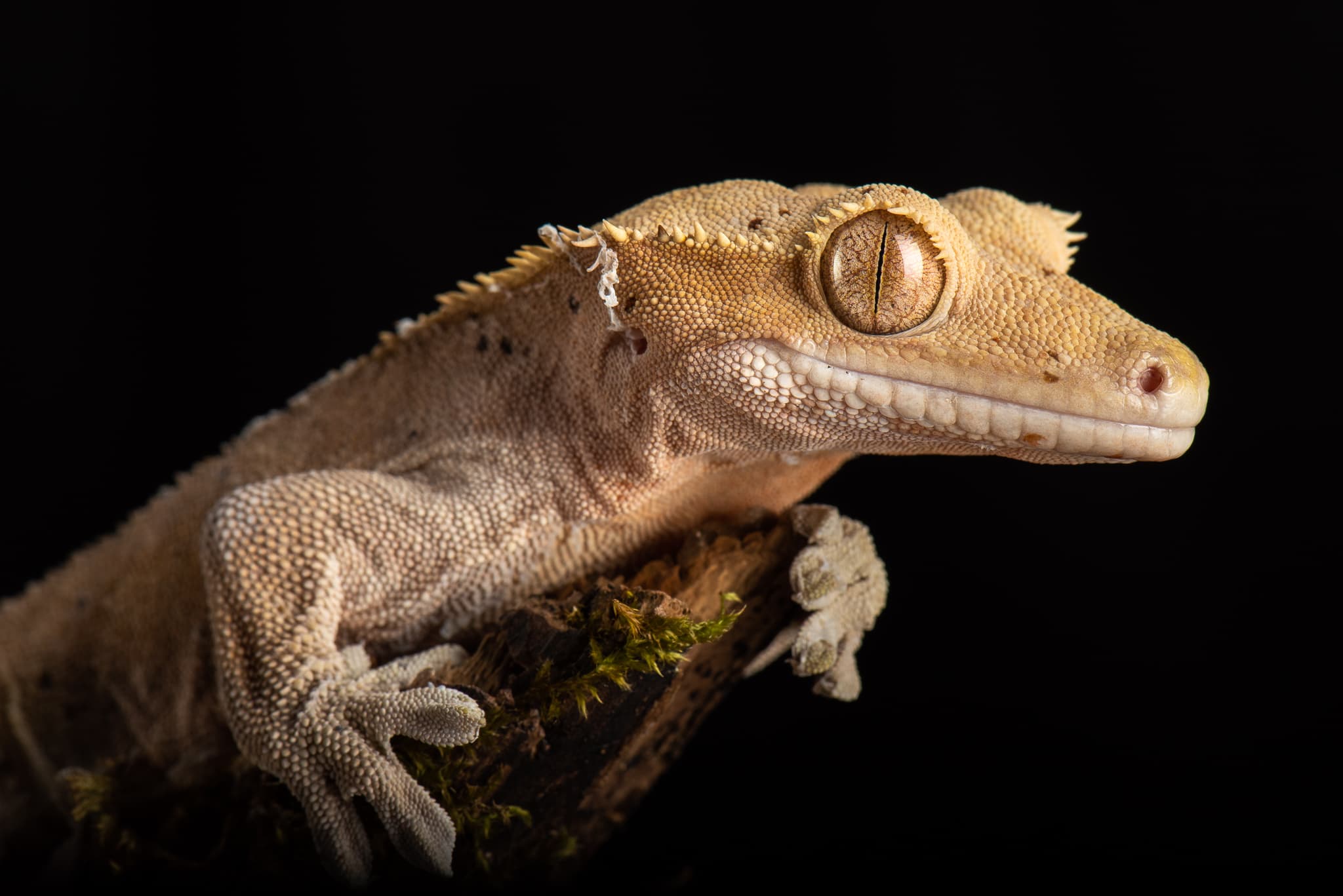 Gecko à crête agrippé à une branche moussue, fond noir