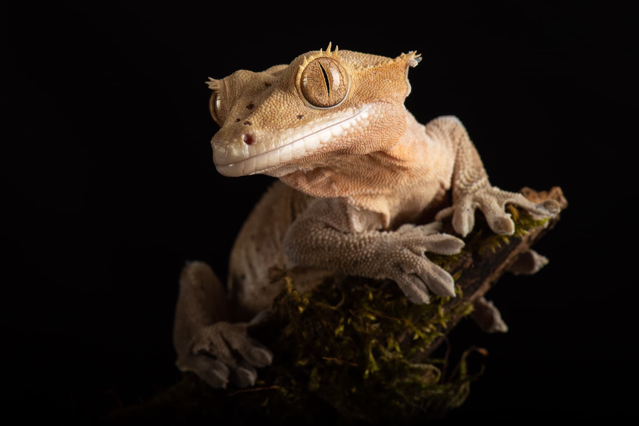 Gecko à crête tirant la langue sur son œil