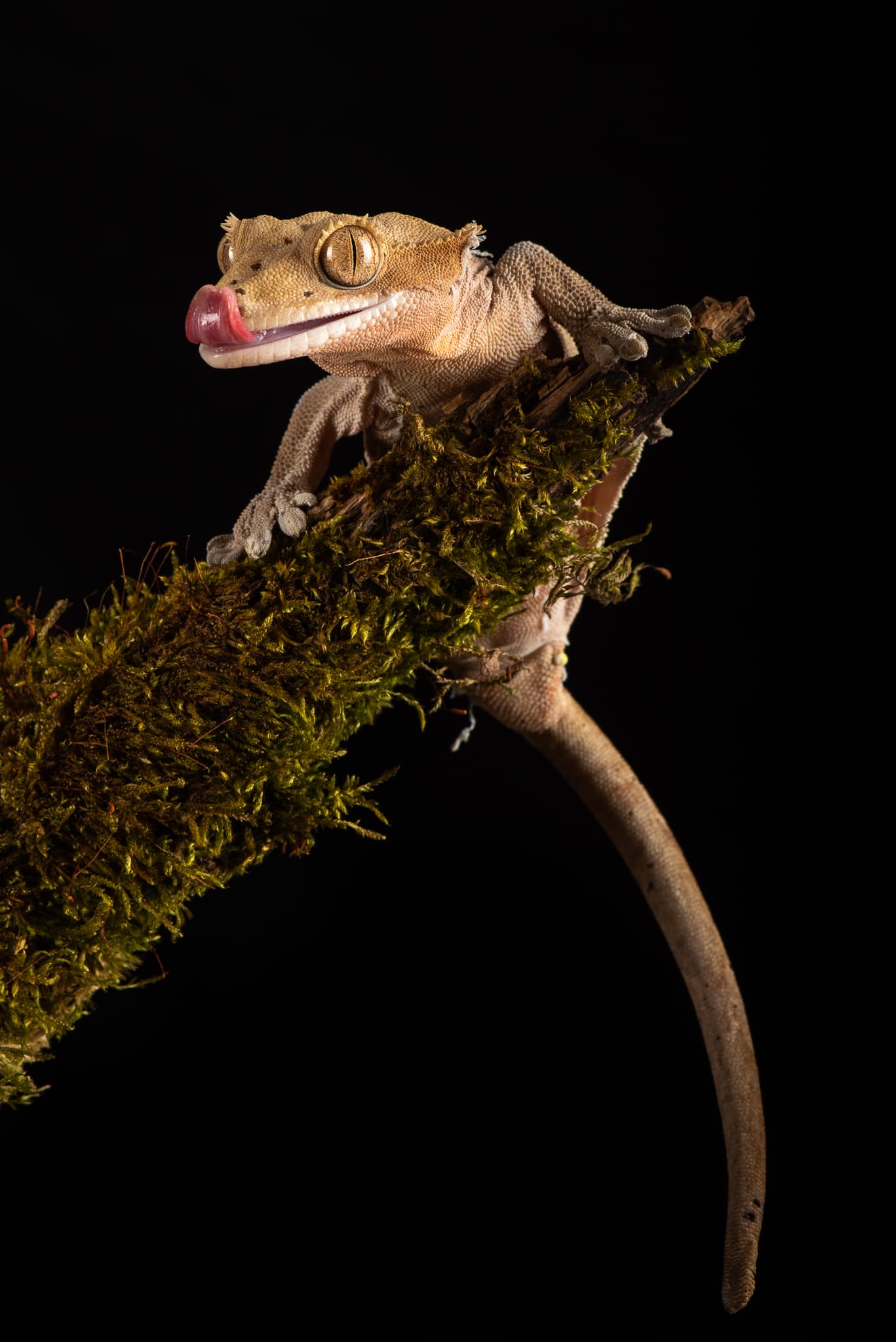 Dragon barbu (Pogona) sur du bois flotté