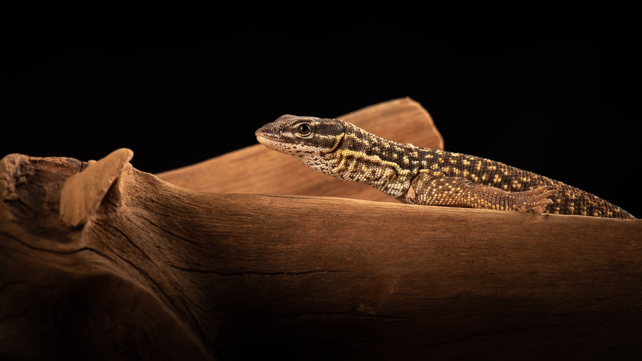 Lézard brun et crème regardant l'objectif, sur bois flotté