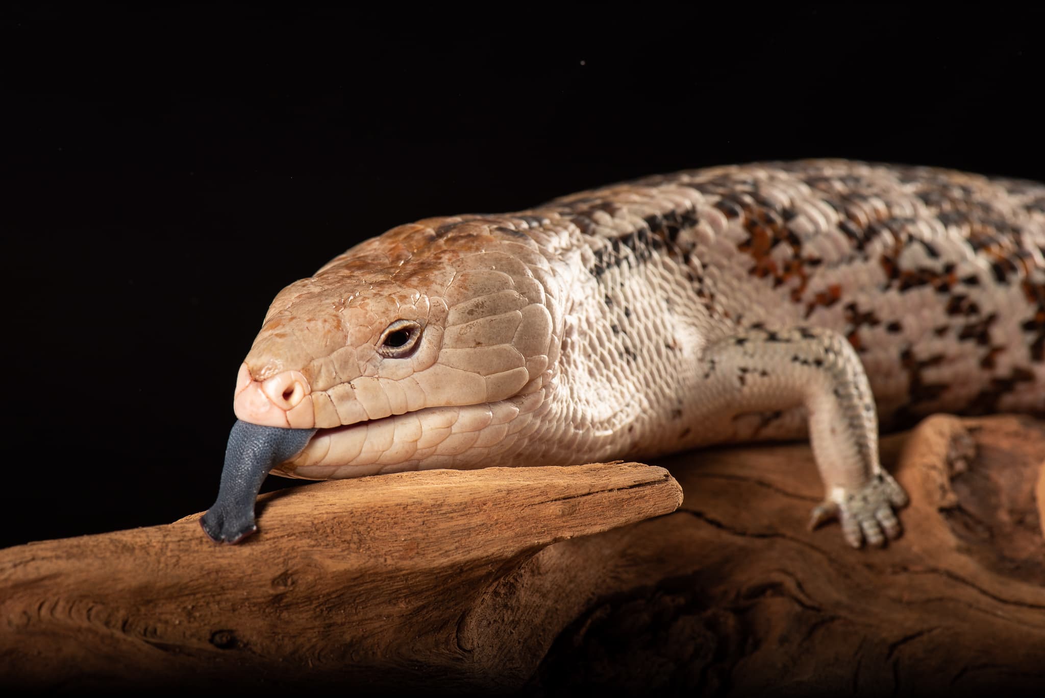 Scinque à langue bleue (Tiliqua) sur bois flotté
