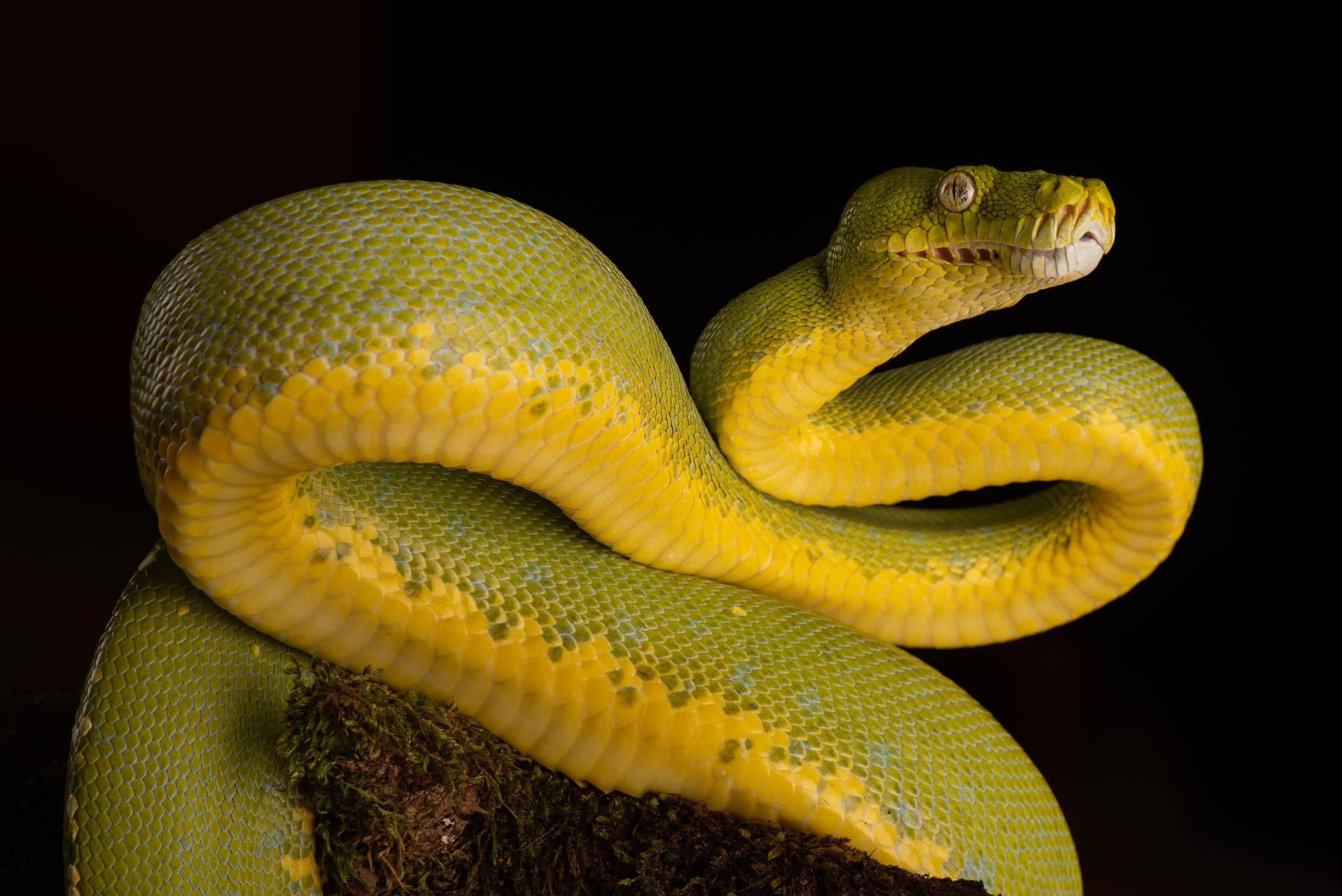 Python vert jaune, enroulé sur une branche moussue