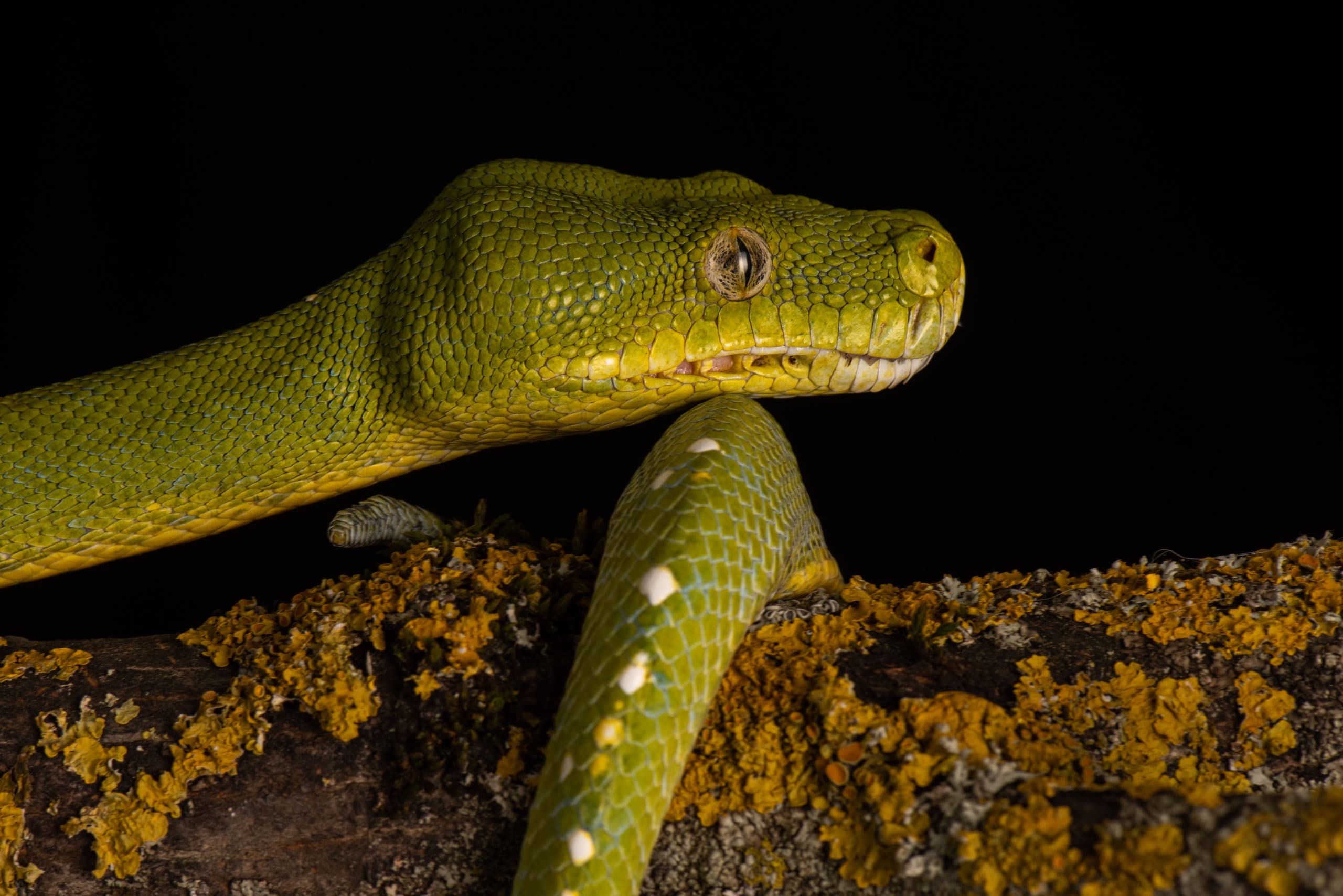 Tête de python vert adulte, vert vif, gros plan