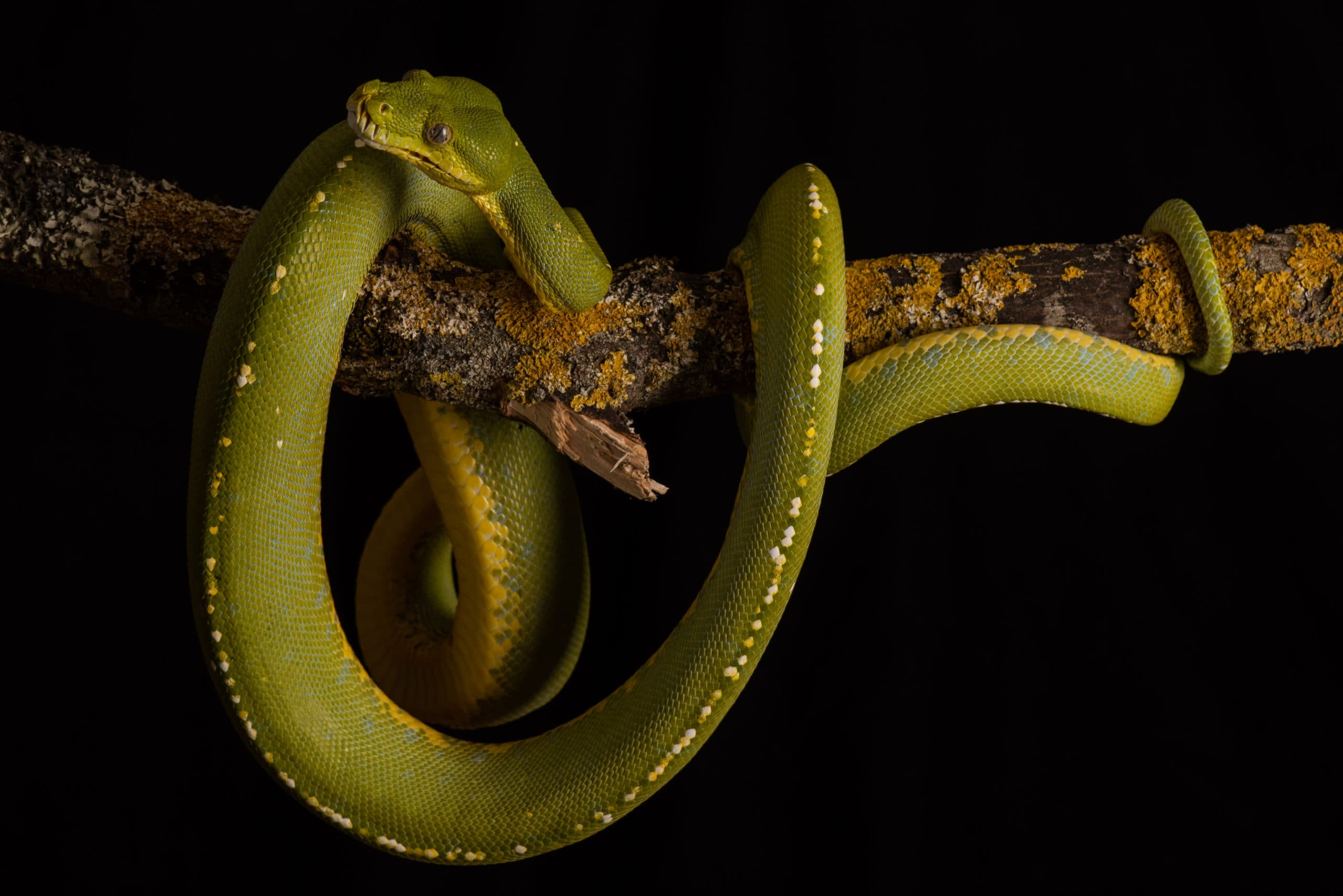Python vert juvénile jaune et orange, enroulé sur une branche lichénée