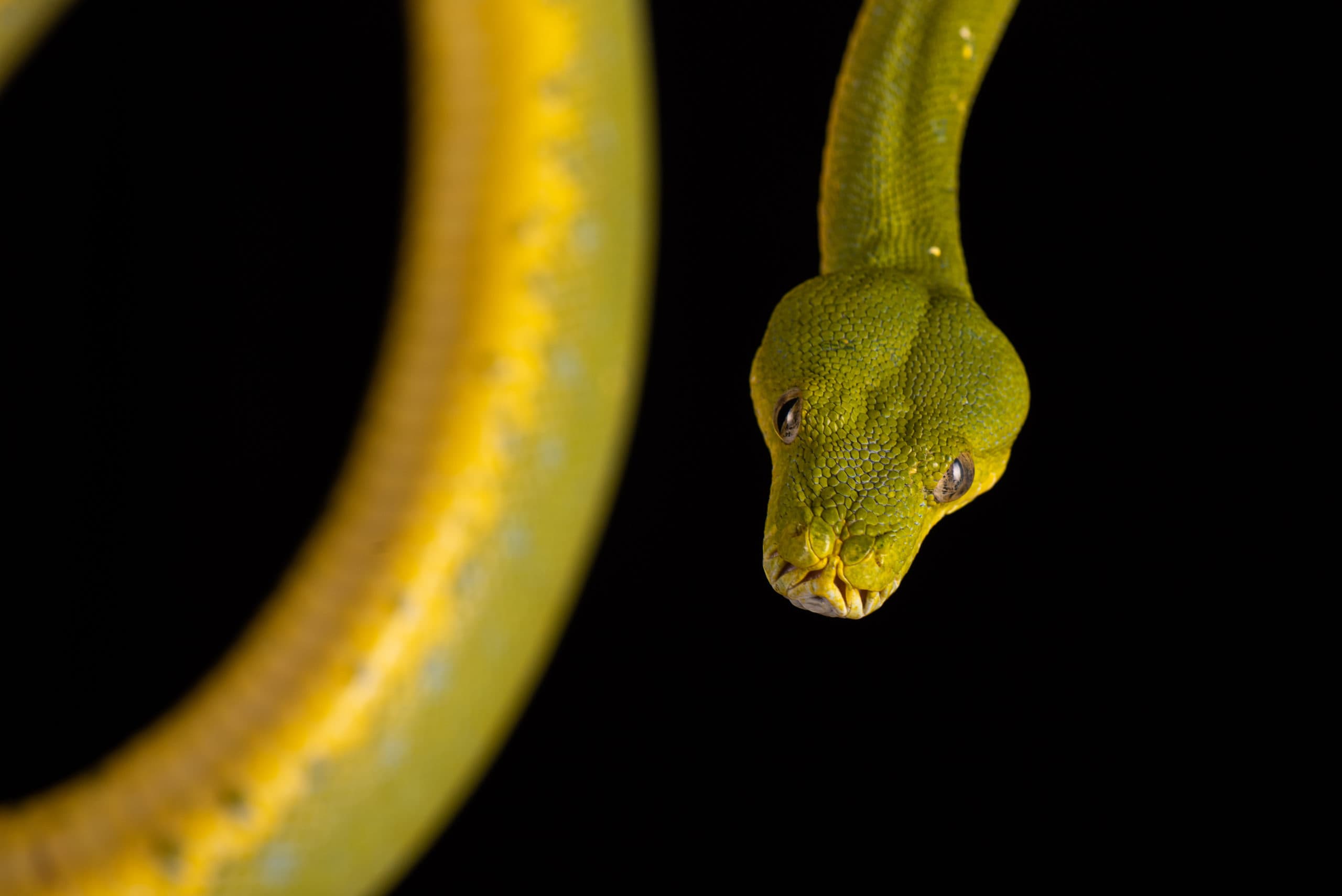 Tête de python vert jaune, gros plan