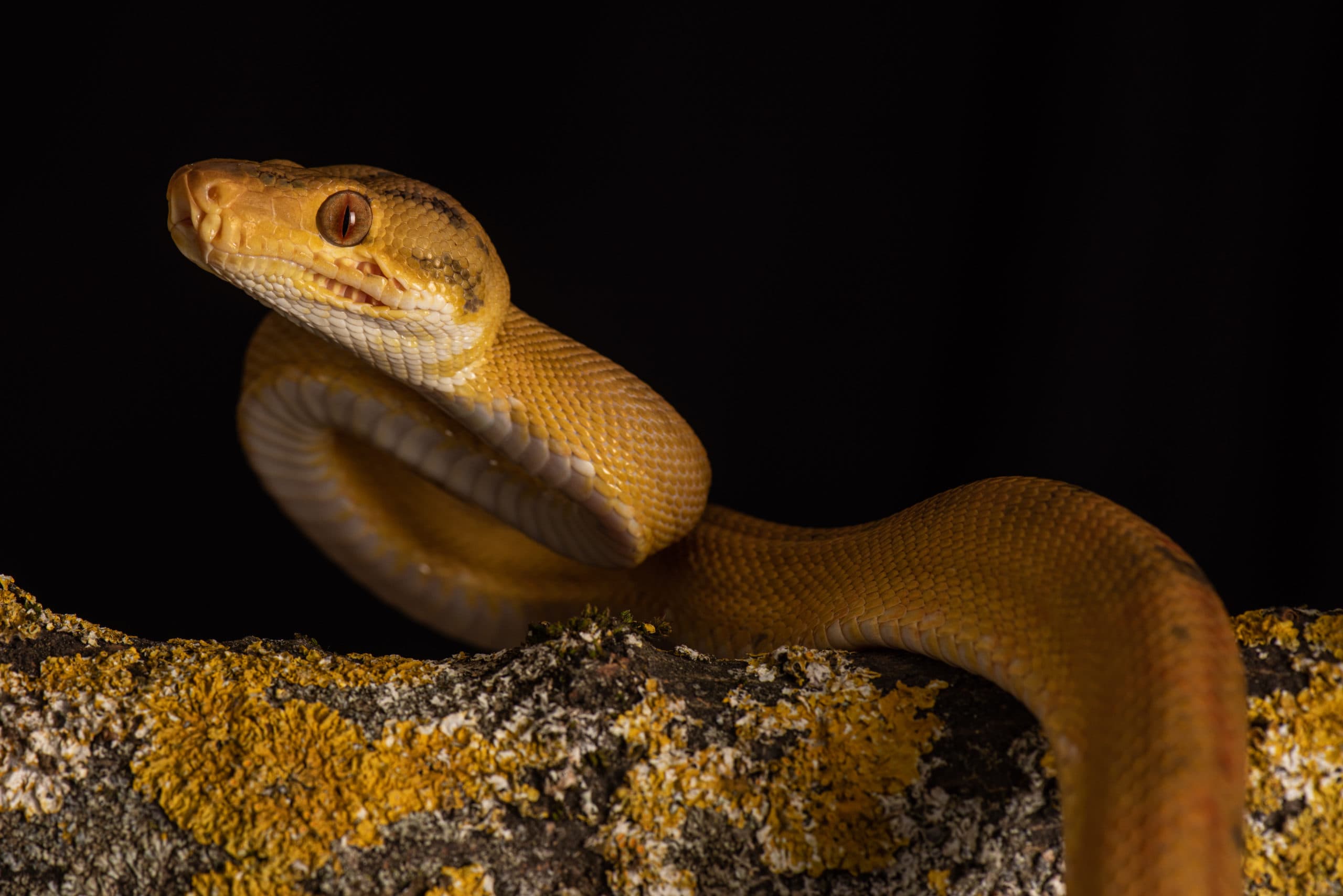 Tête de python vert juvénile jaune, œil et pupille verticale visibles