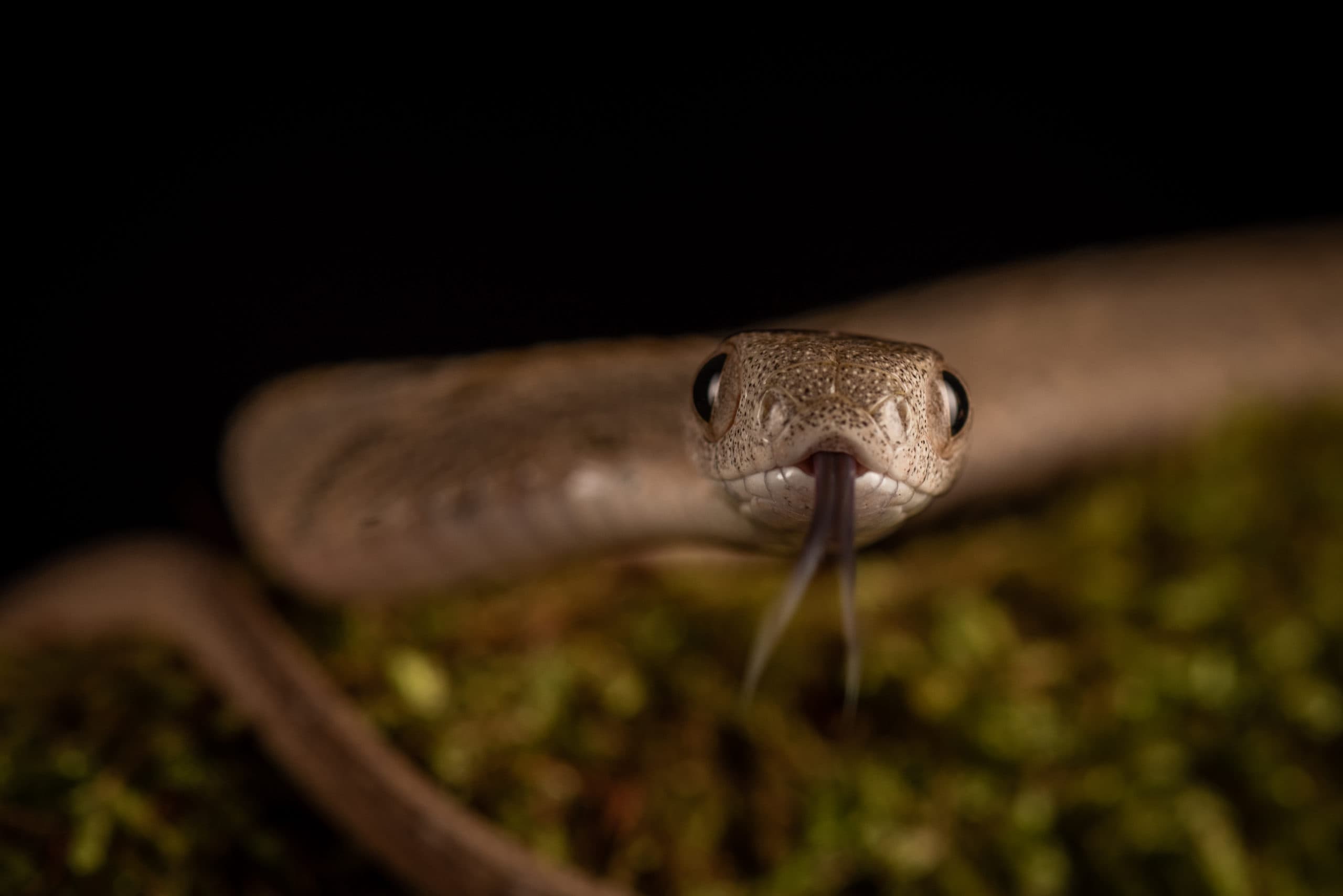 Tête de serpent brun clair, langue fourchue tirée, face à l'objectif