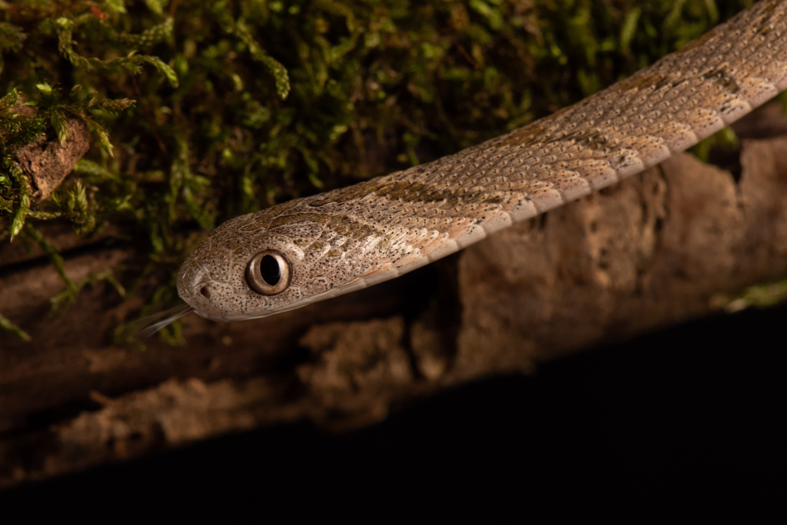Serpent brun clair à la pupille verticale, sur bois