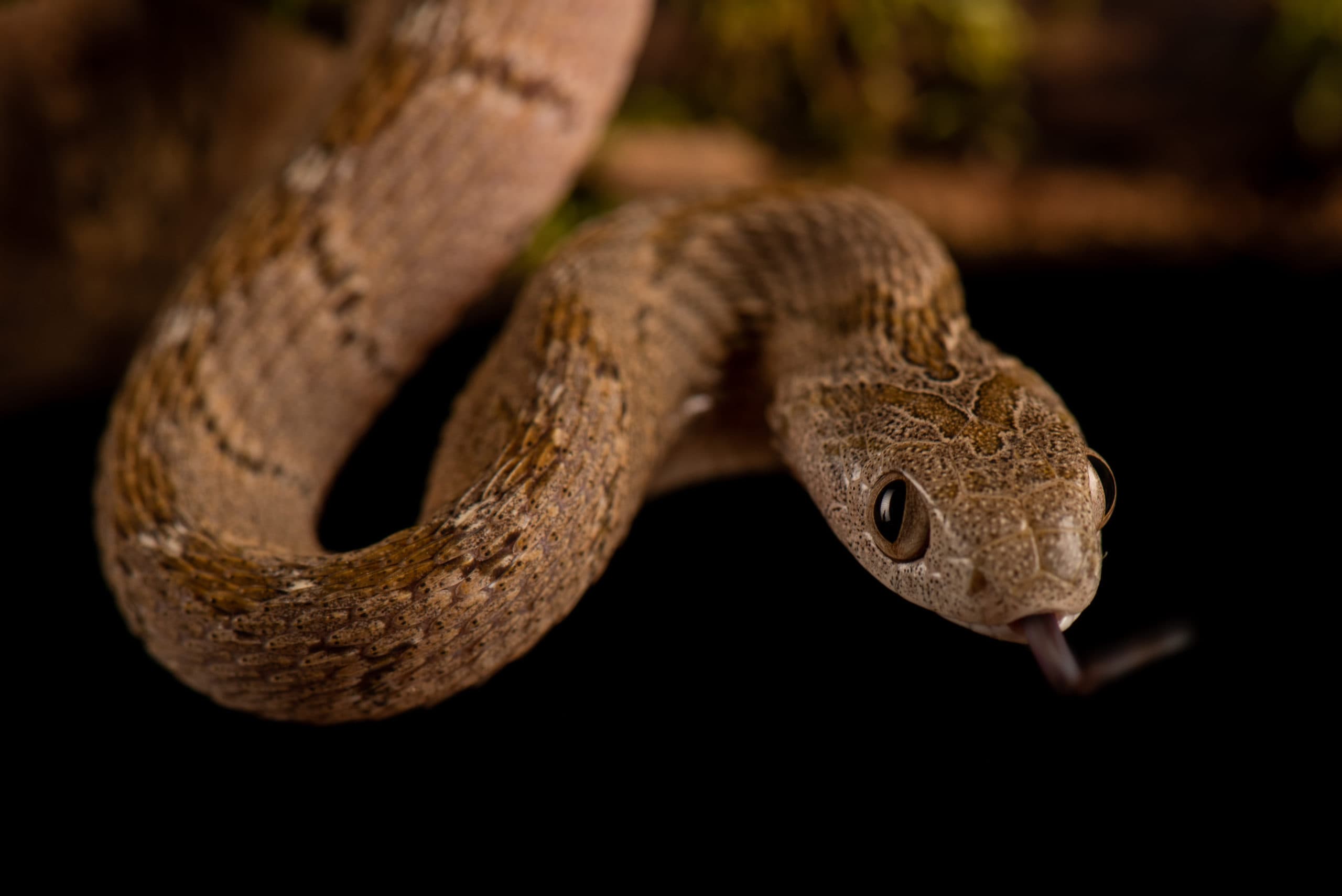 Serpent brun-gris au corps trapu, face à l'objectif
