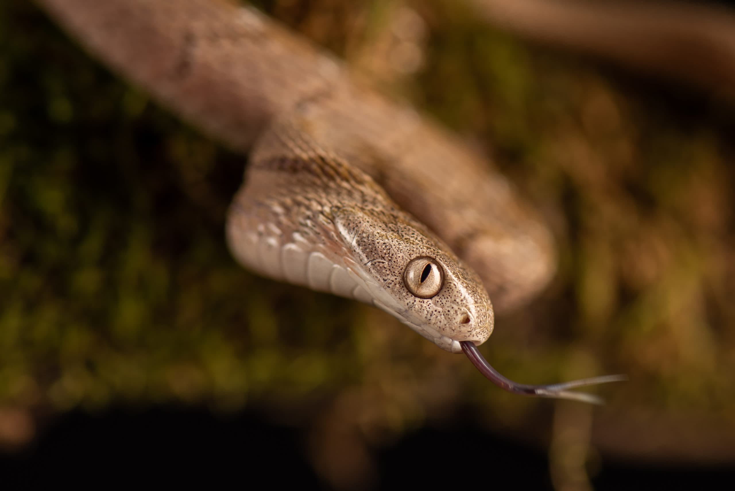 Serpent brun clair enroulé, langue fourchue tirée, face à l'objectif
