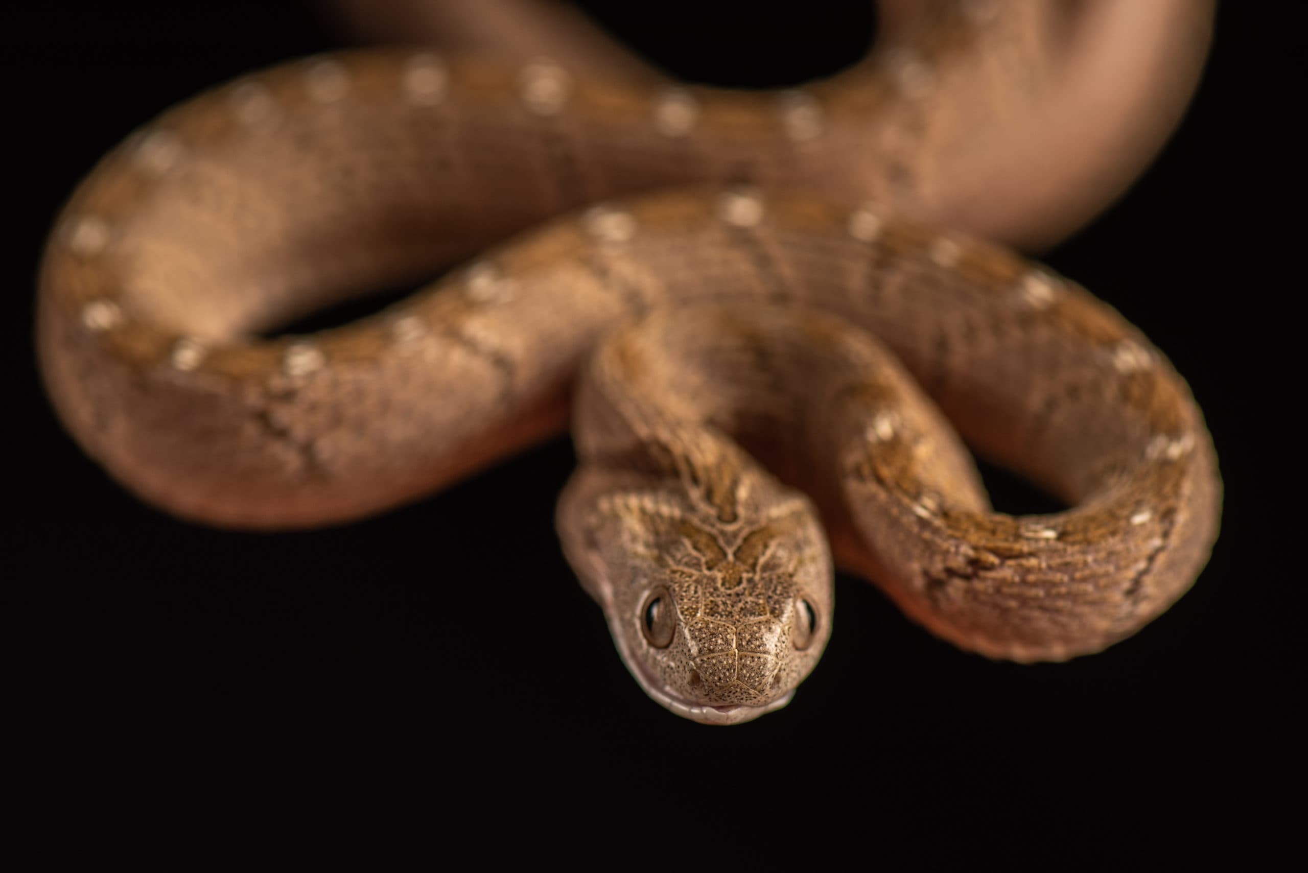 Serpent brun clair tacheté de blanc, enroulé, face à l'objectif