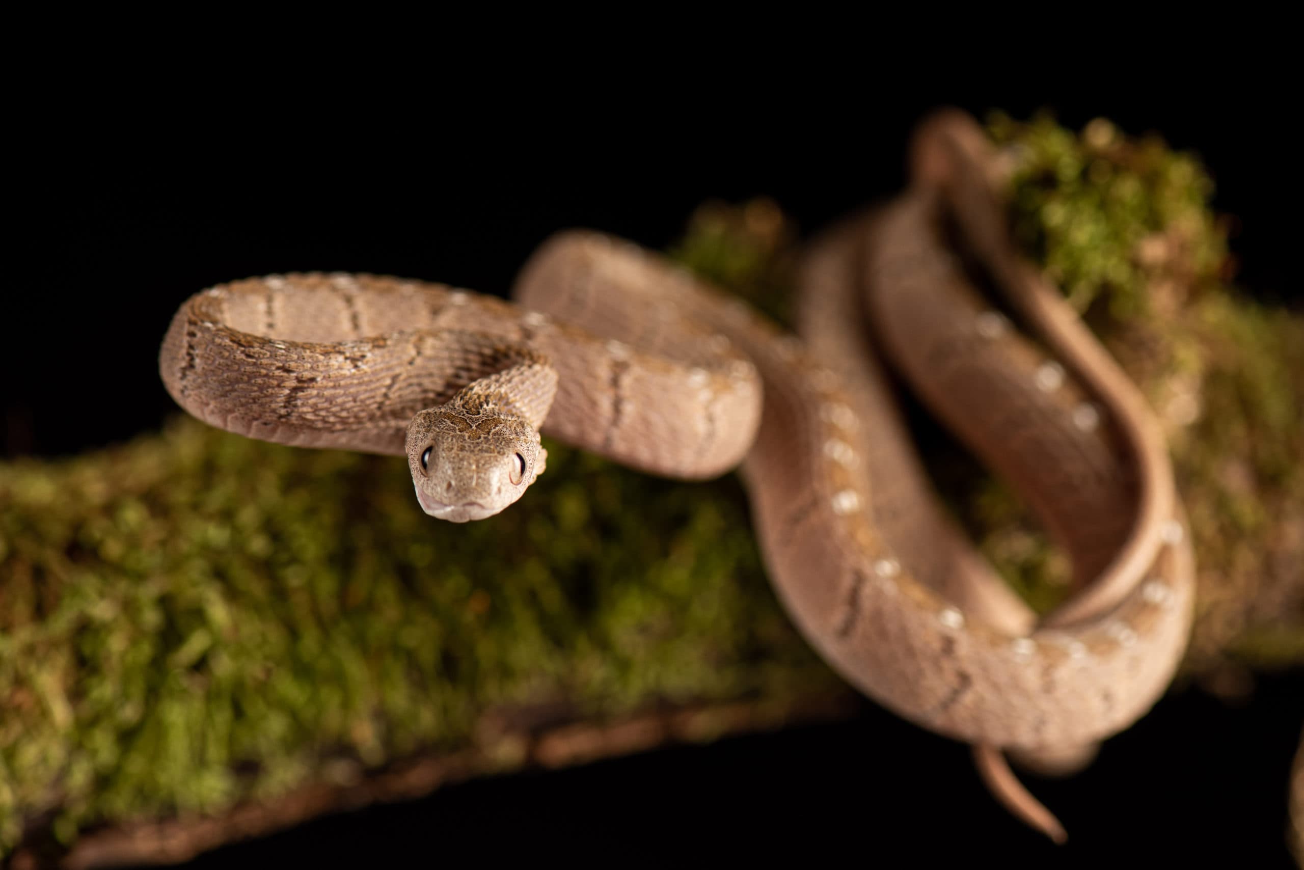 Serpent-roi à bandes rouges, noires et orangées, sur du bois flotté