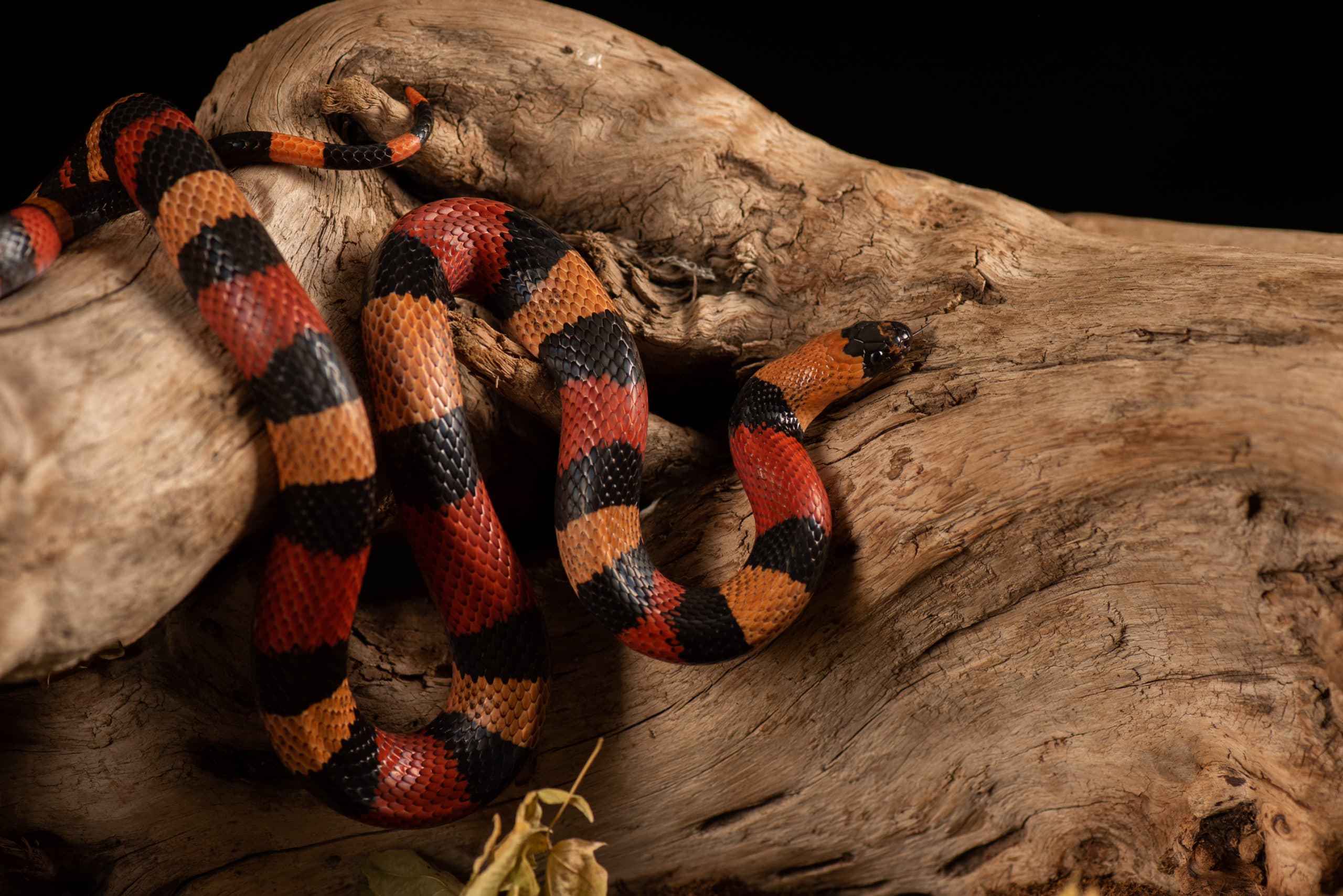 Tête de python royal émergeant de sous une feuille morte