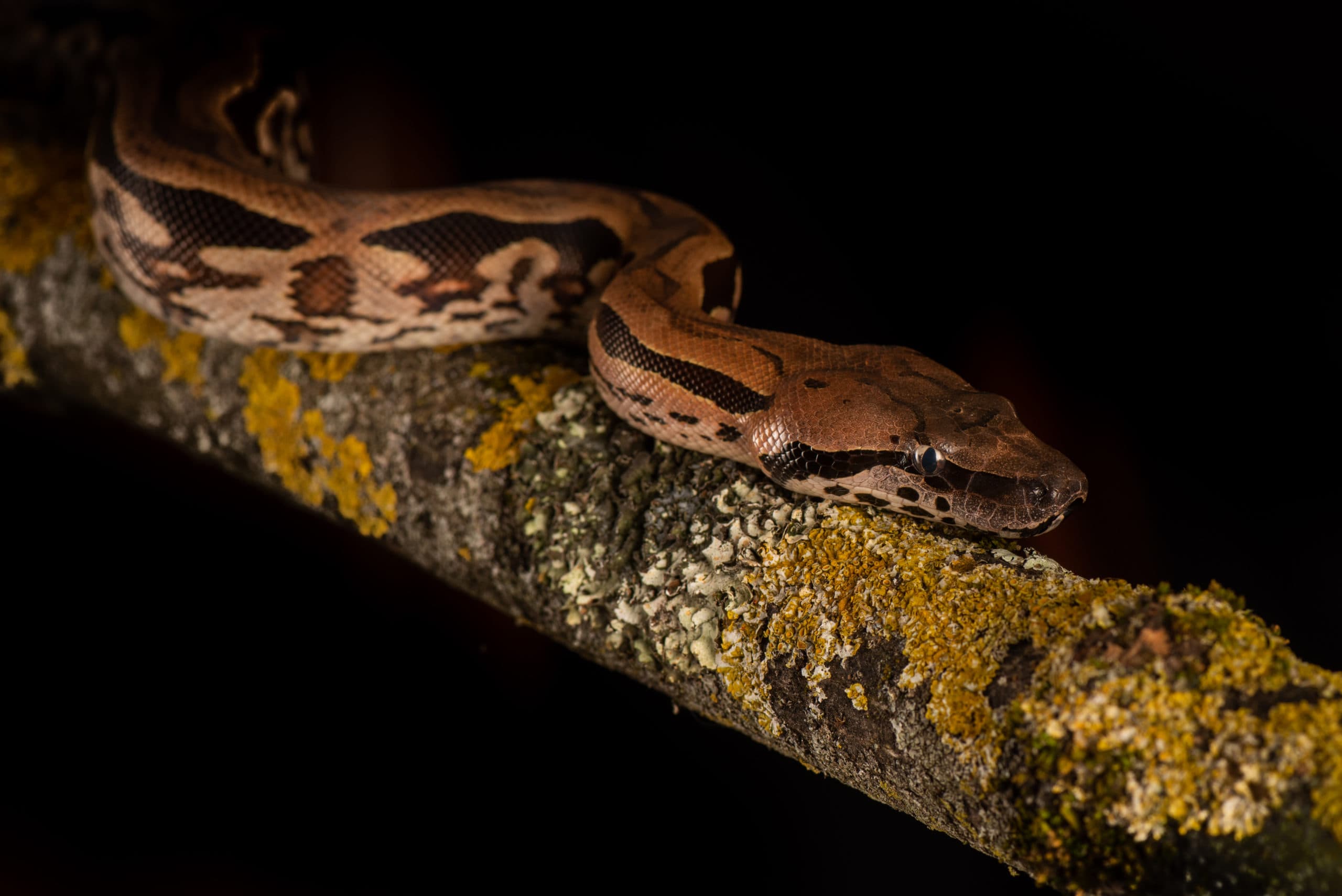 Boa constrictor au motif en selle, sur une branche lichénée