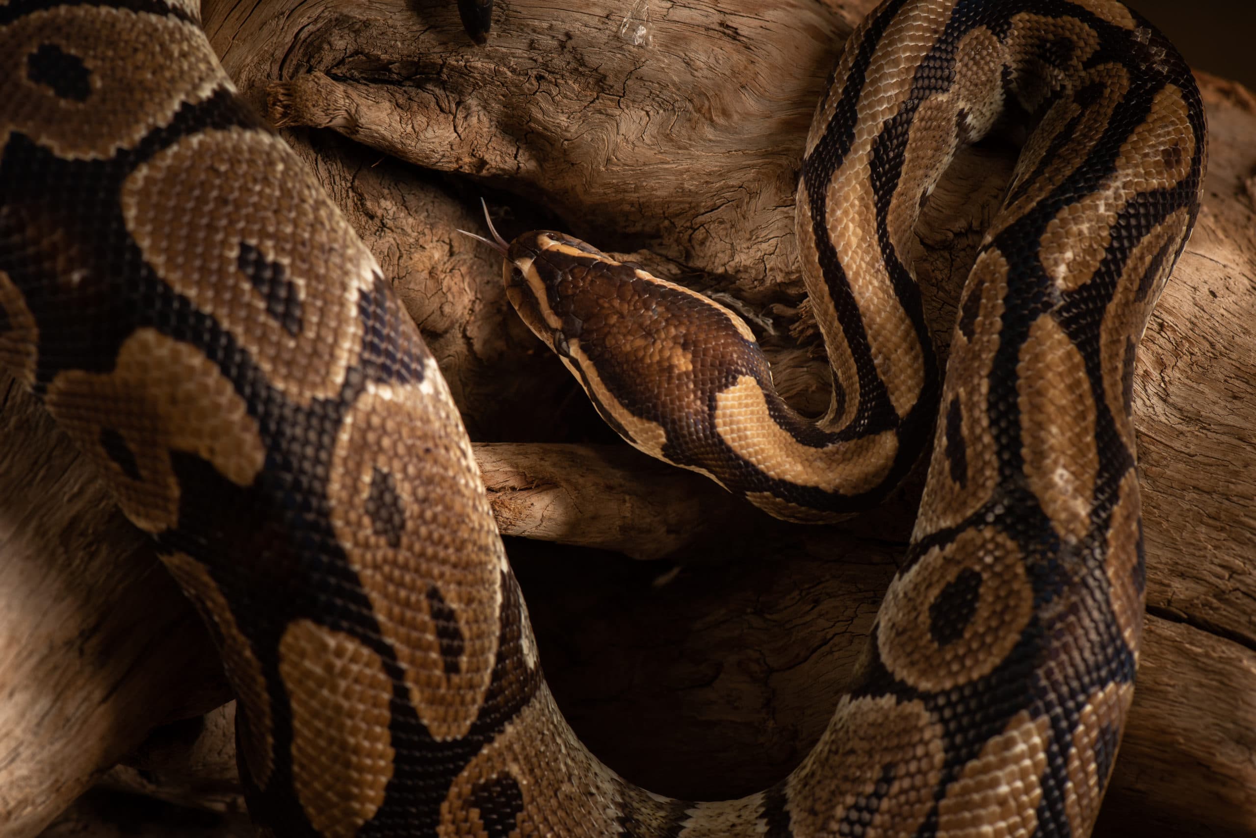 Tête de python royal, langue sortie, gros plan