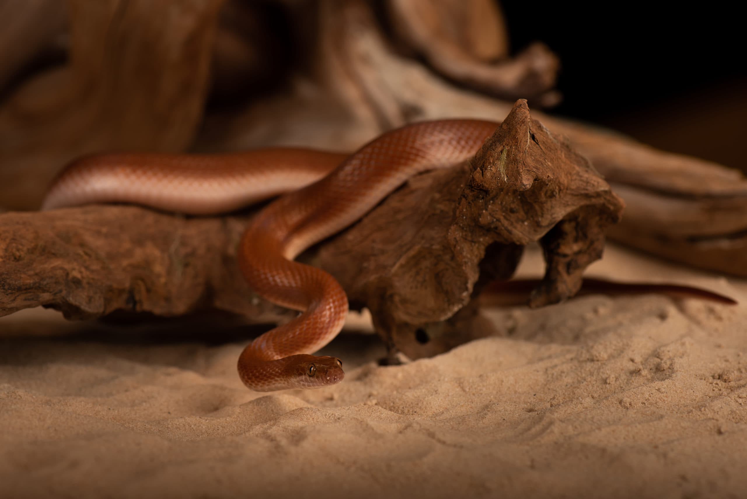 Tête de serpent brun cuivré uni, sur le sable