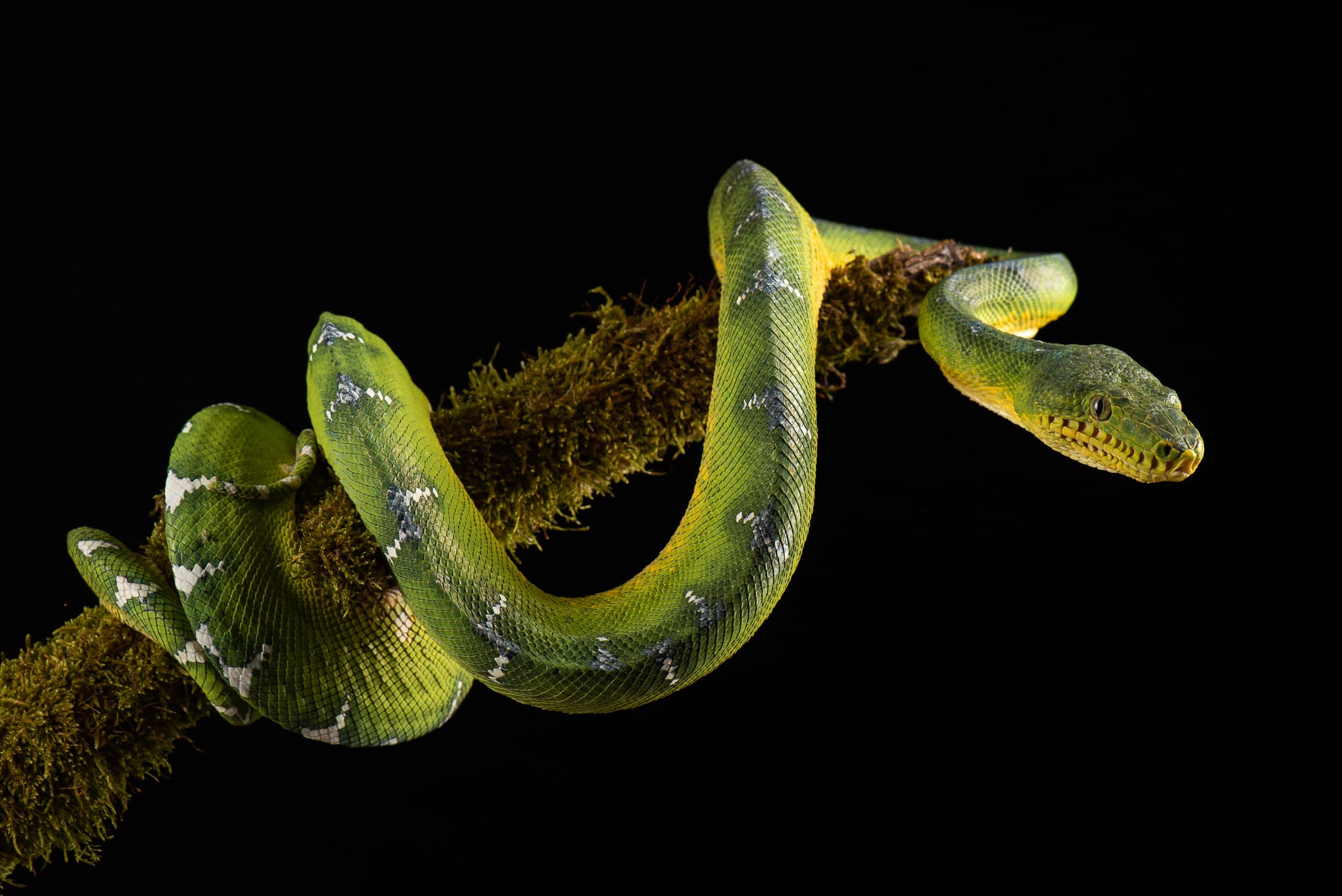 Boa émeraude (Corallus caninus) enroulé sur une branche