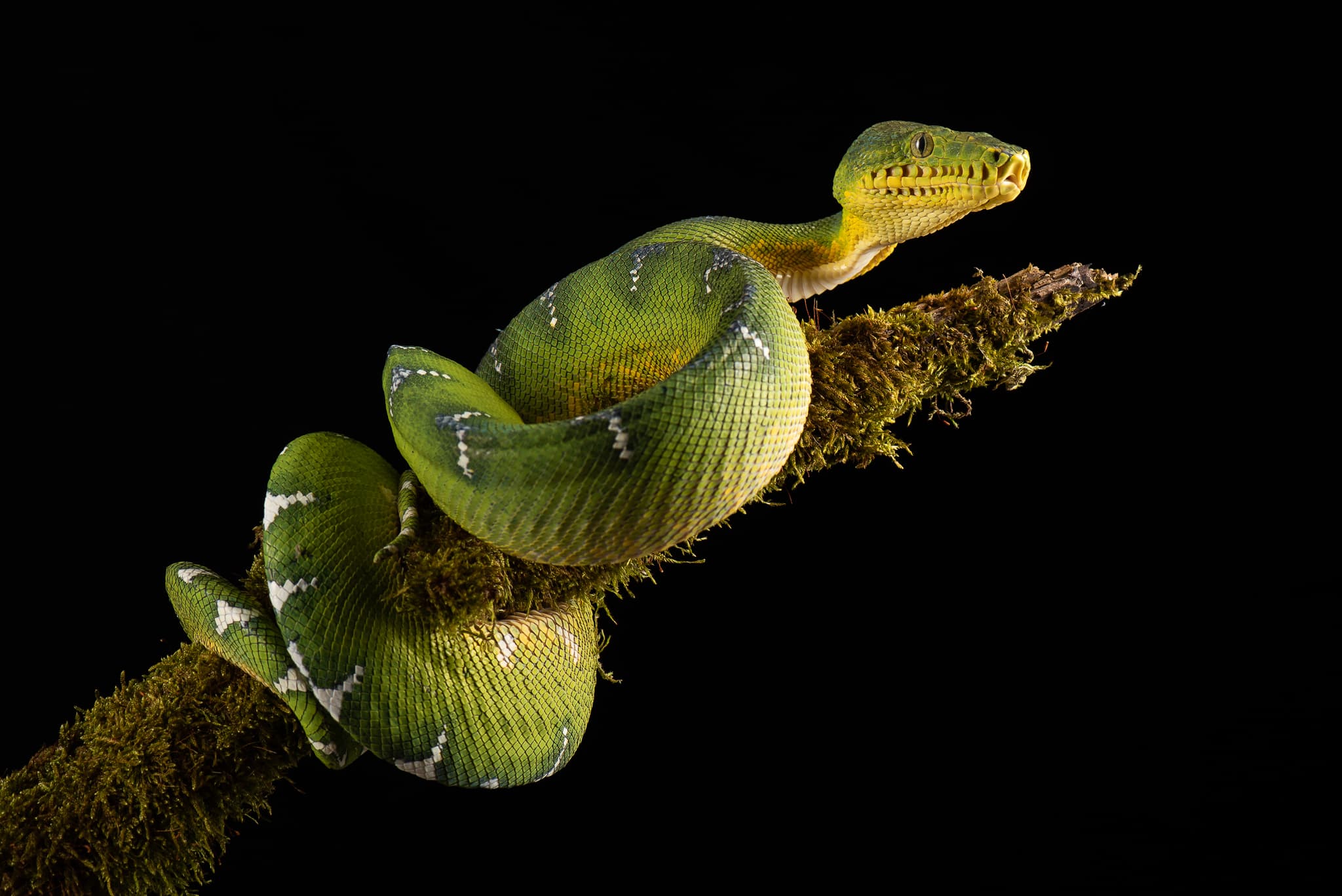 Boa émeraude vert et blanc enroulé sur une branche moussue
