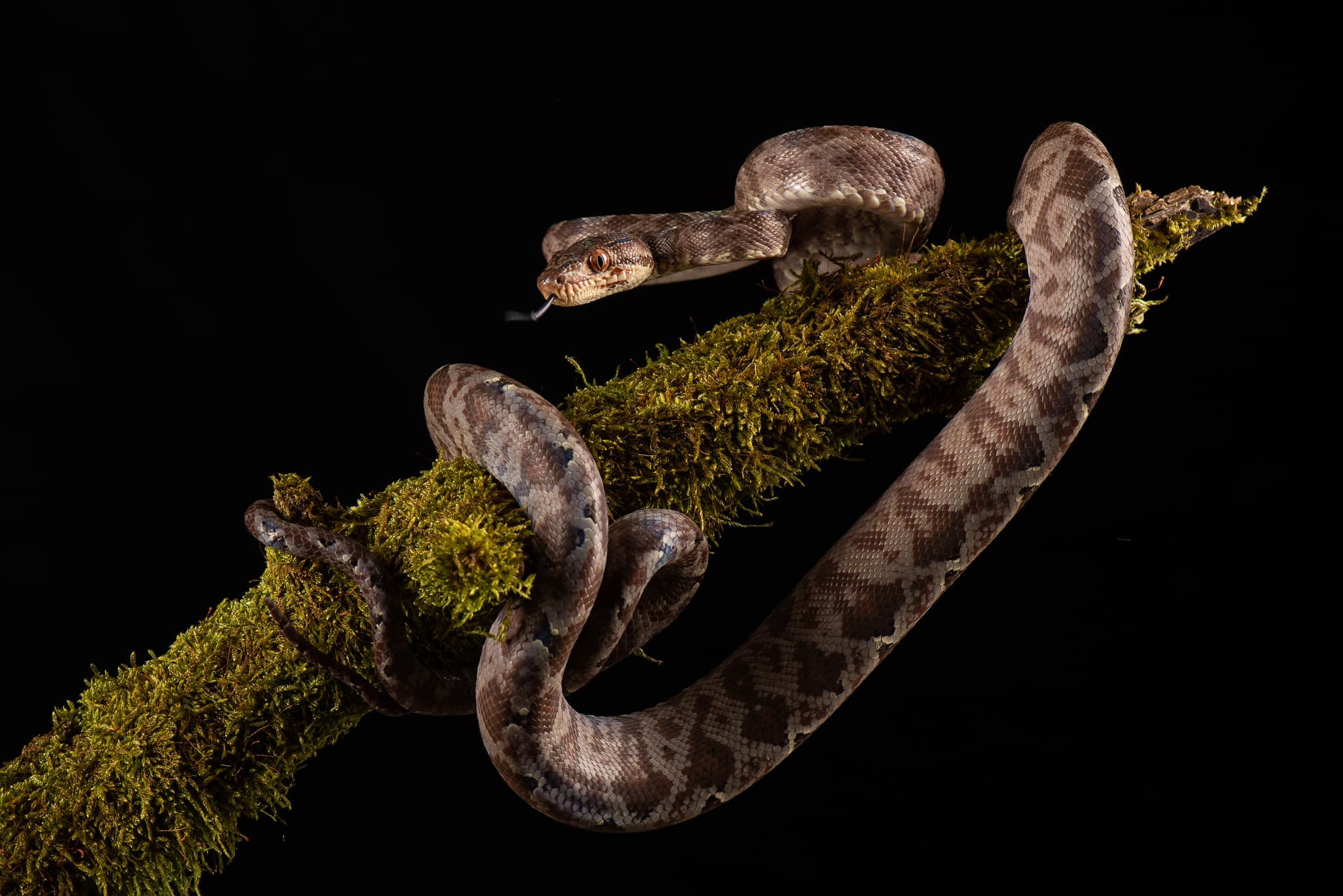 Serpent brun tacheté à l'œil rouge, enroulé sur une branche moussue