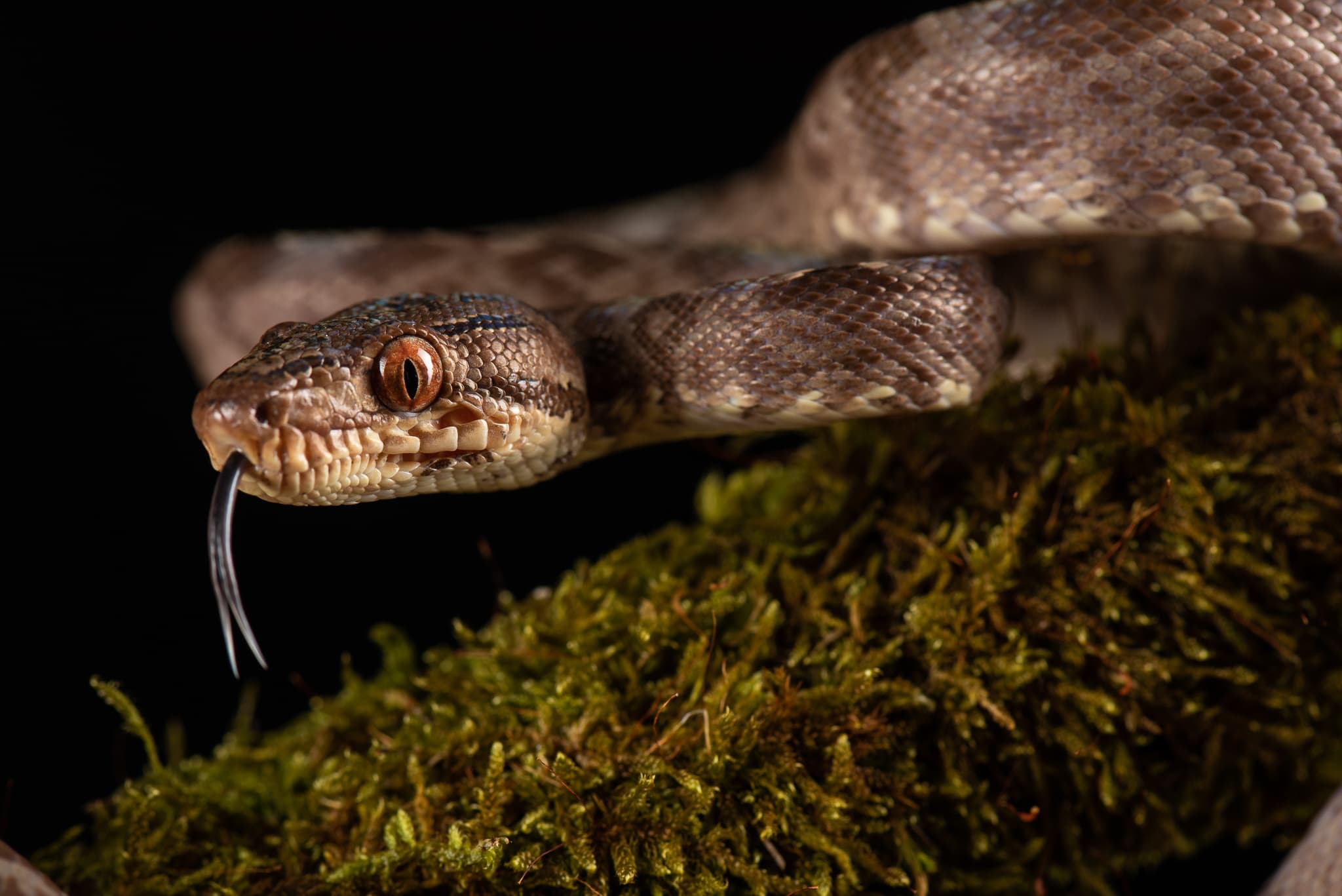 Tête de serpent brun tacheté, langue sortie, sur fond de mousse