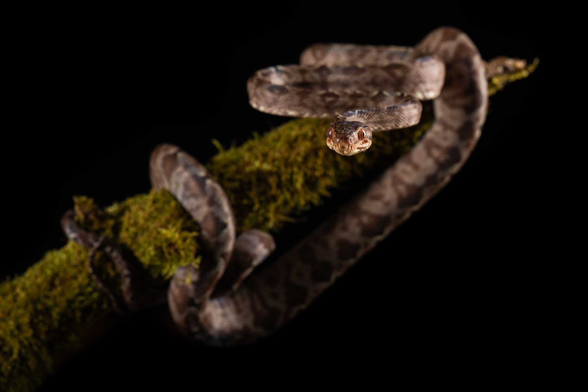 Tête de serpent brun tacheté à l'œil rouge, gros plan