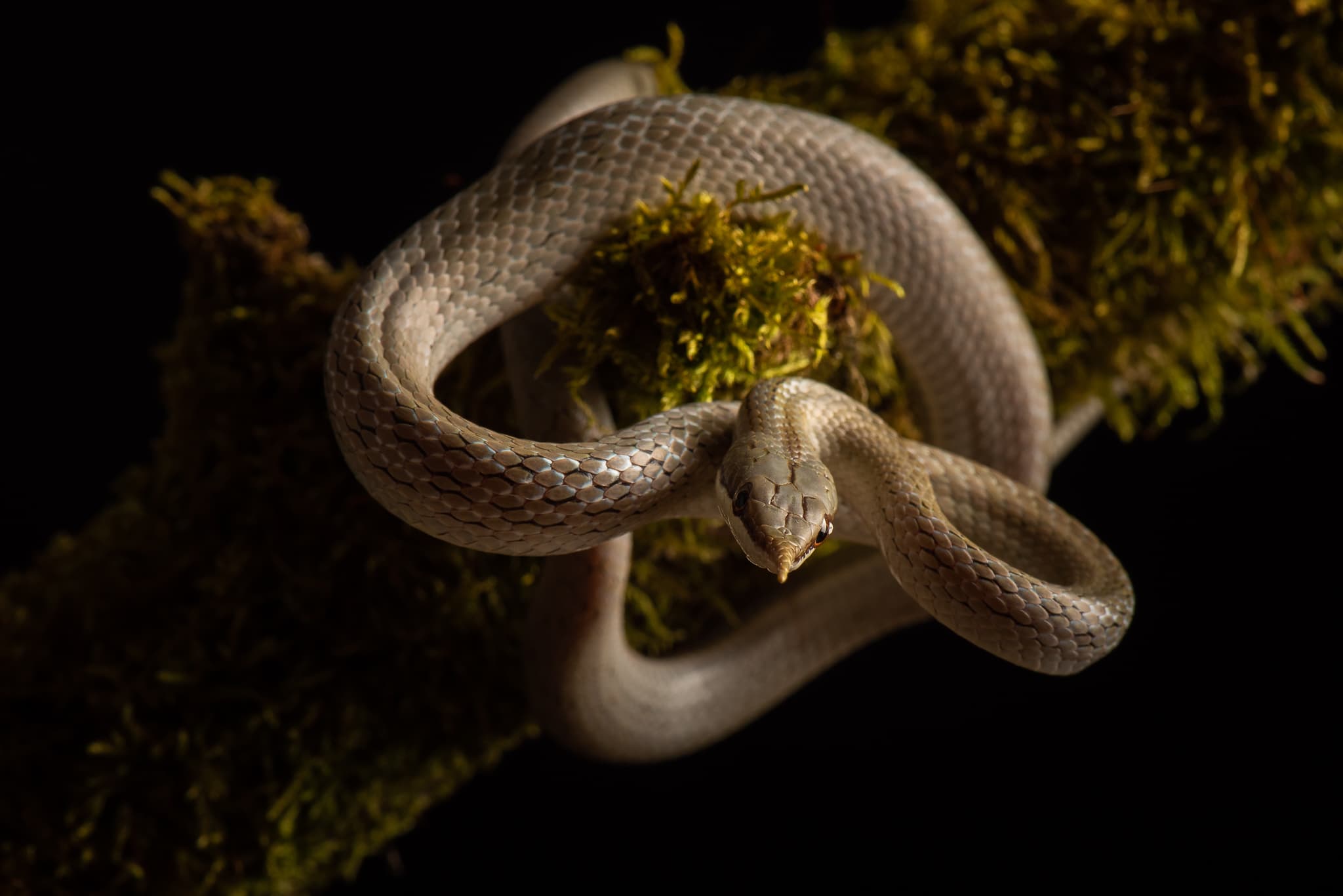 Serpent de couleur claire, sans motif marqué, enroulé sur une branche moussue