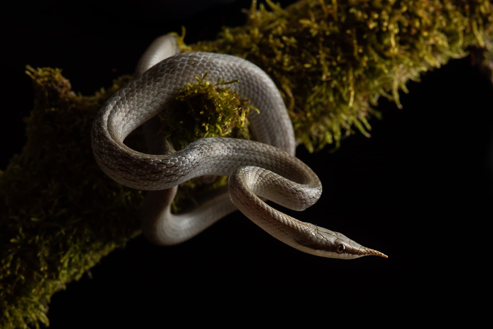 Tête de serpent clair, langue sortie, gros plan