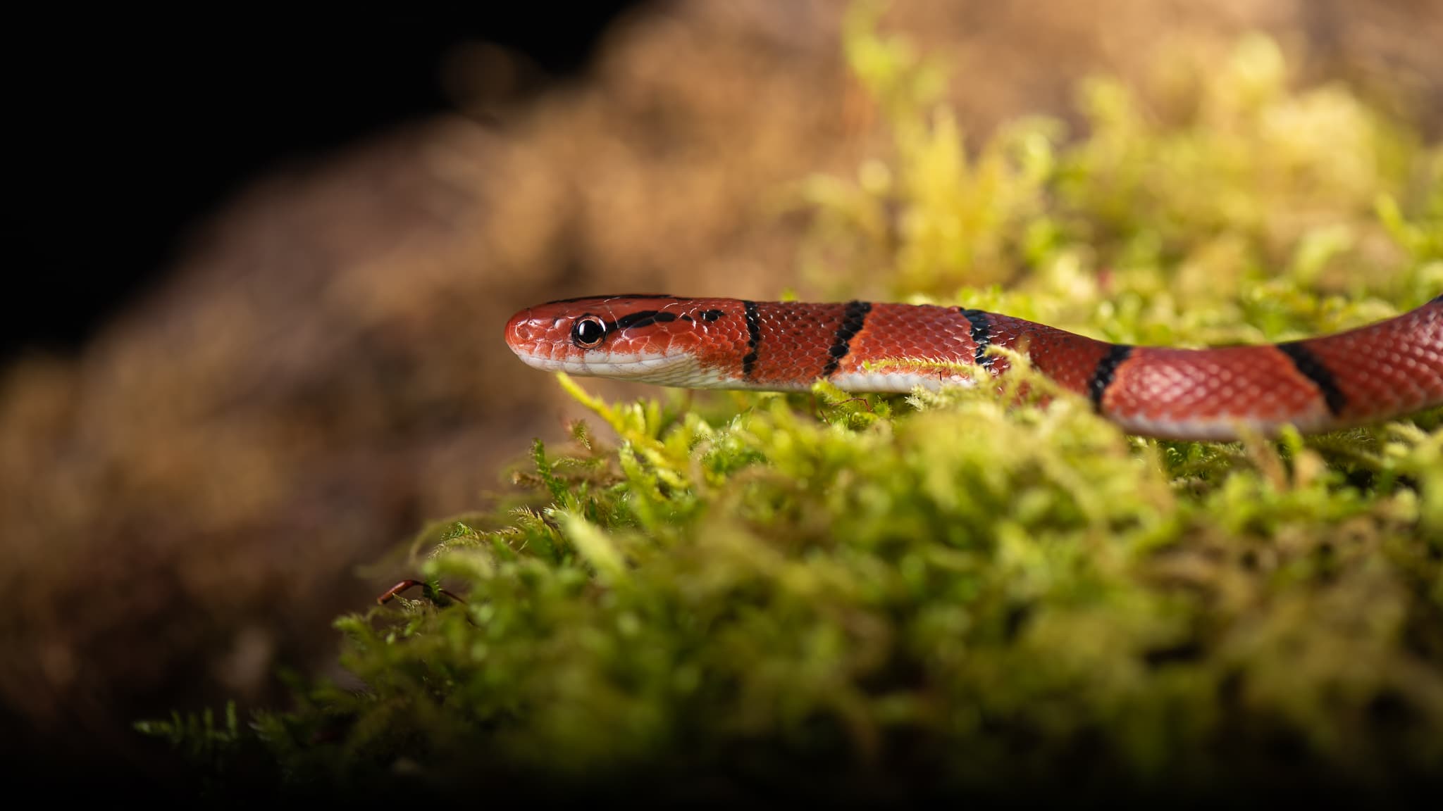 Serpent-roi à bandes rouges, noires et blanches sur de la mousse