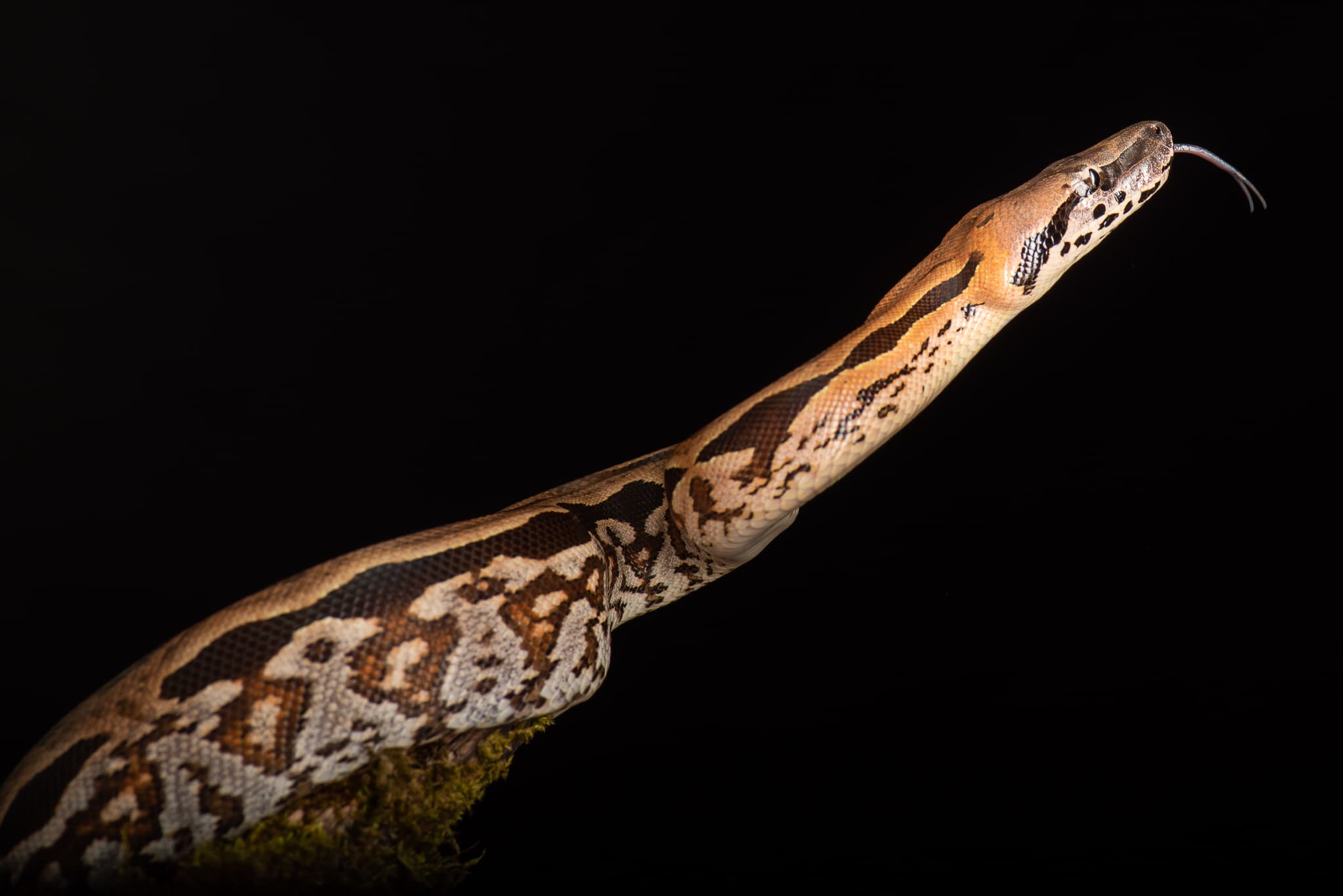 Tête de boa constrictor levée, langue sortie, gros plan