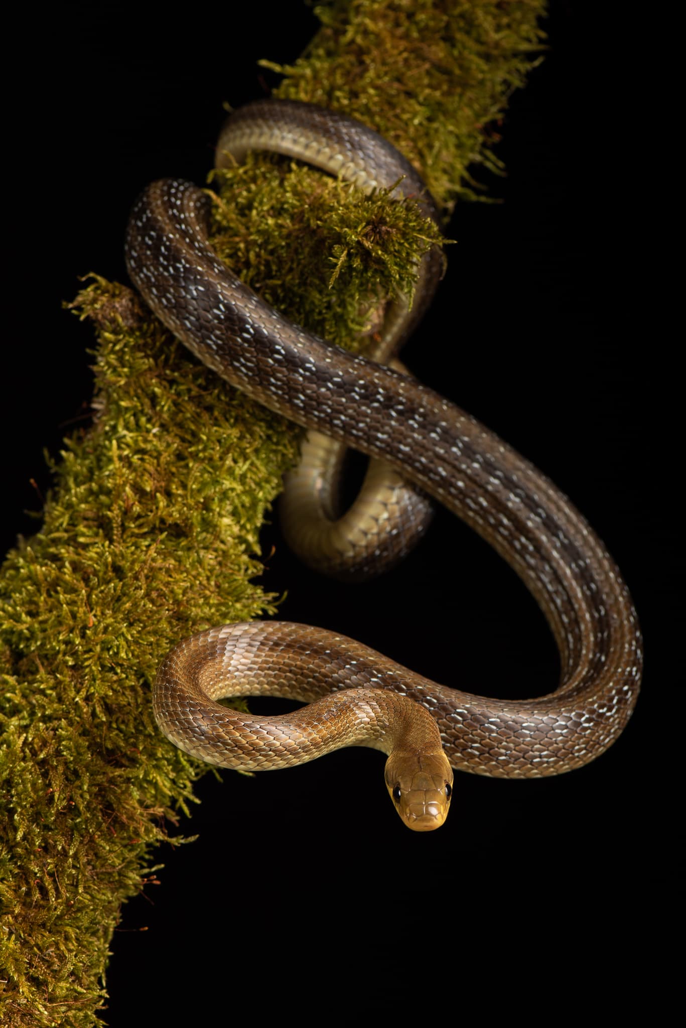 Serpent brun avec de petites taches blanches, enroulé