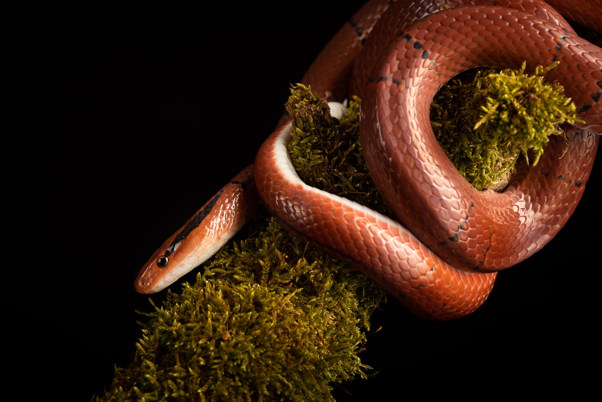 Serpent des blés orange à motifs, enroulé sur de la mousse