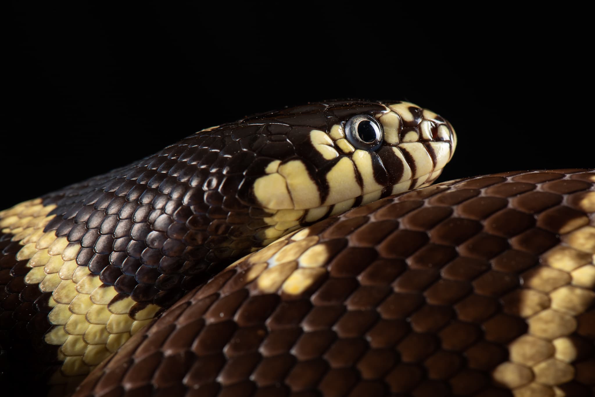 Gros plan sur la tête et les bandes noires et crème d'un serpent-roi